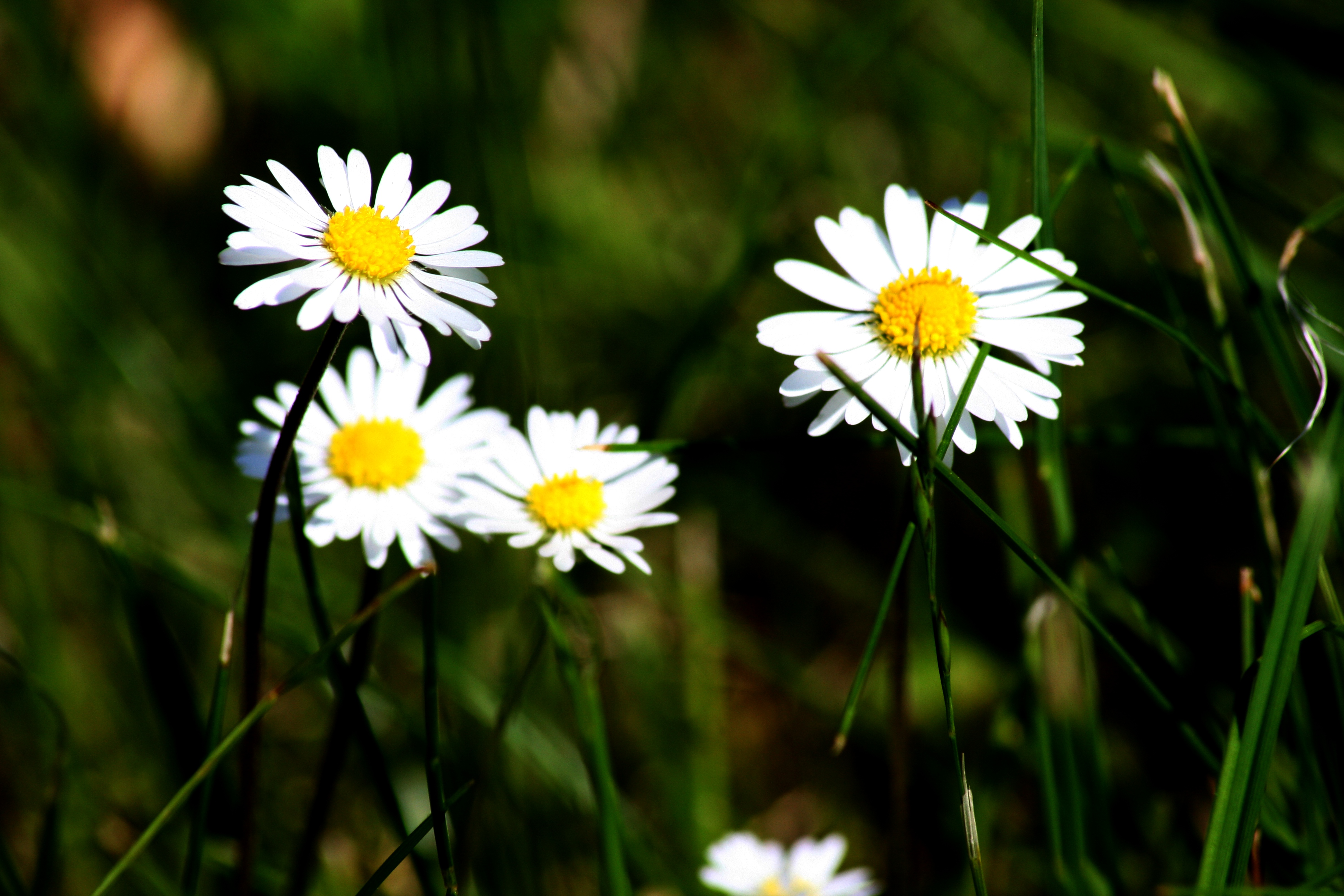 Bellis perennis-