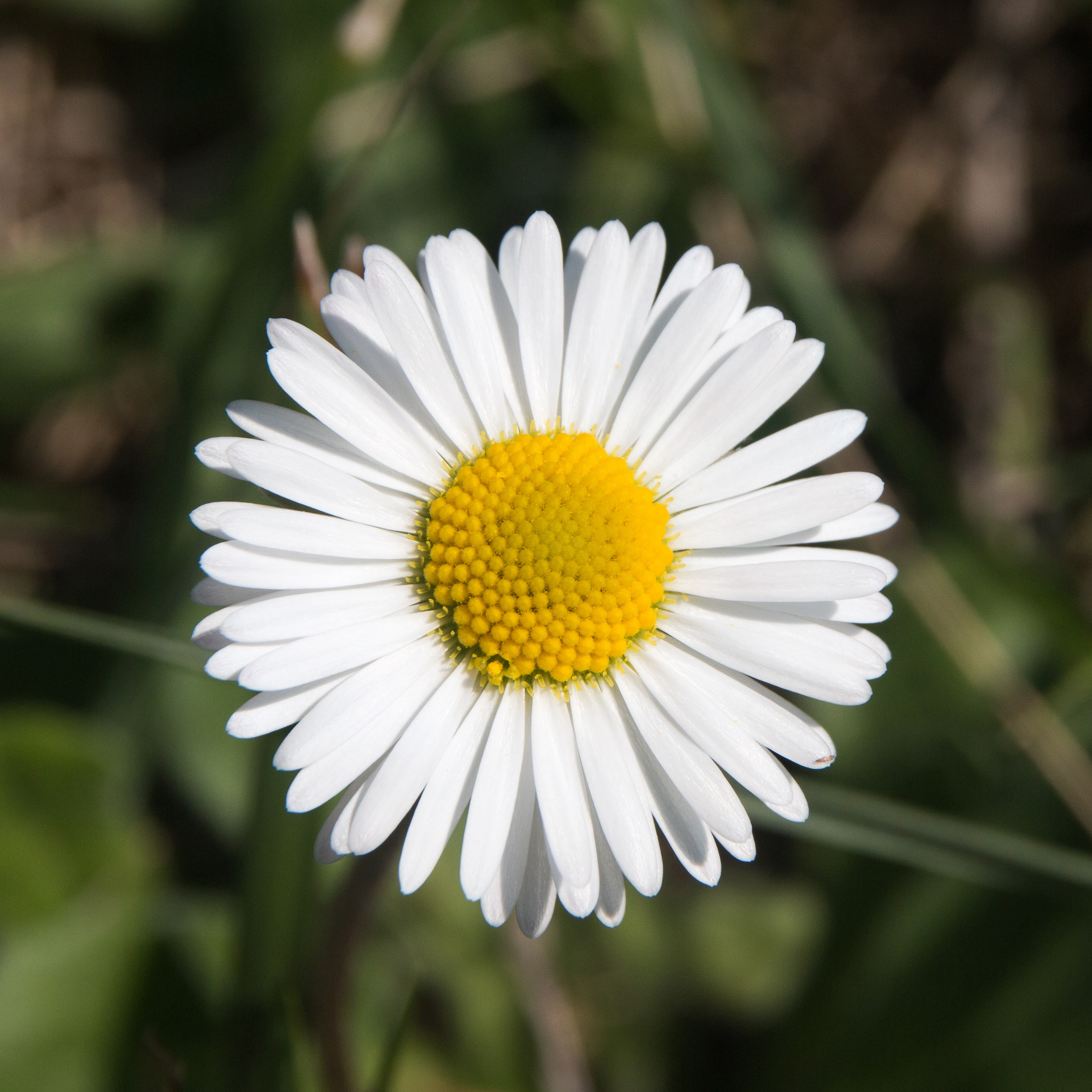 Bellis perennis-Pâquerette-Fleur-20150904
