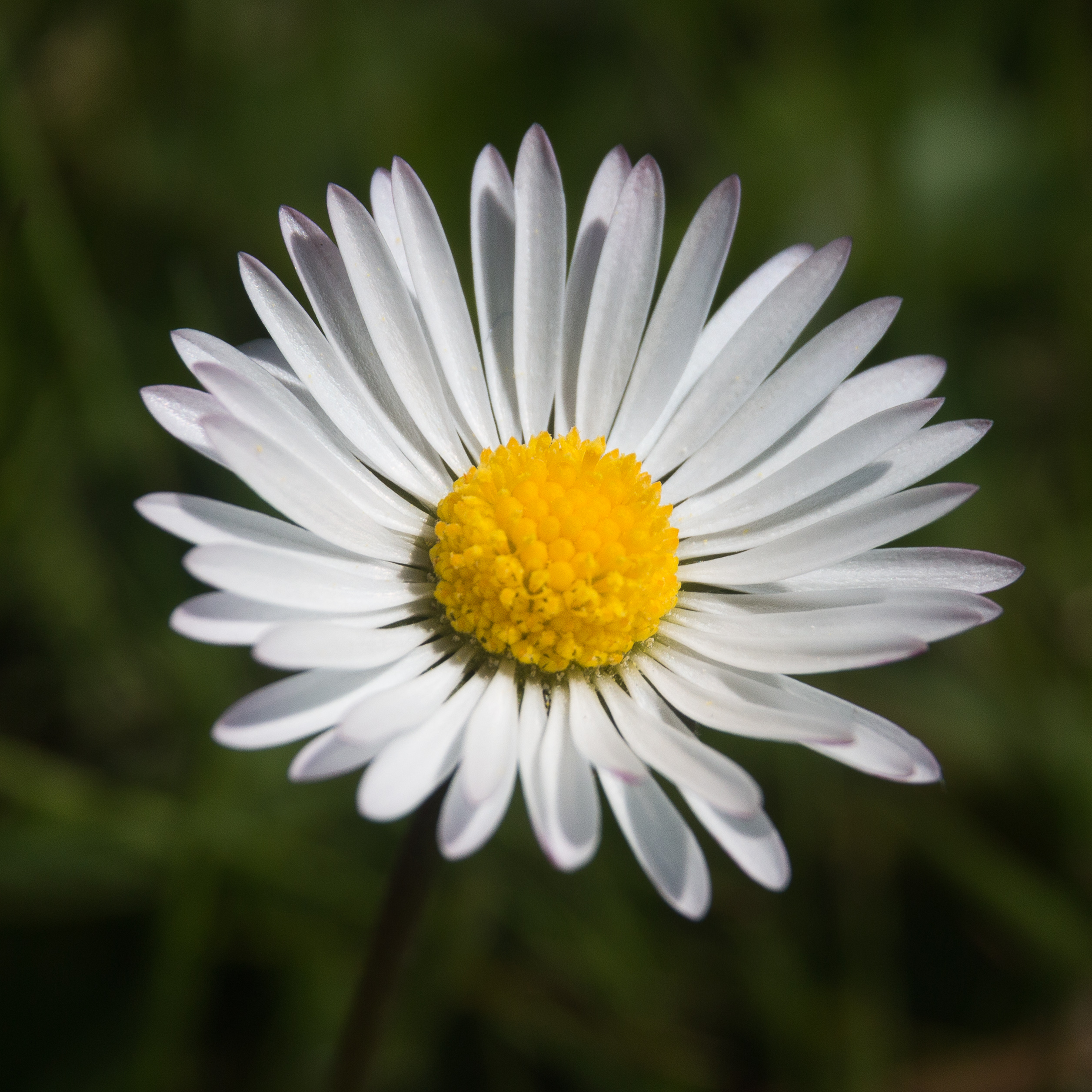 Bellis perennis-Pâquerette-Fleur-20160428