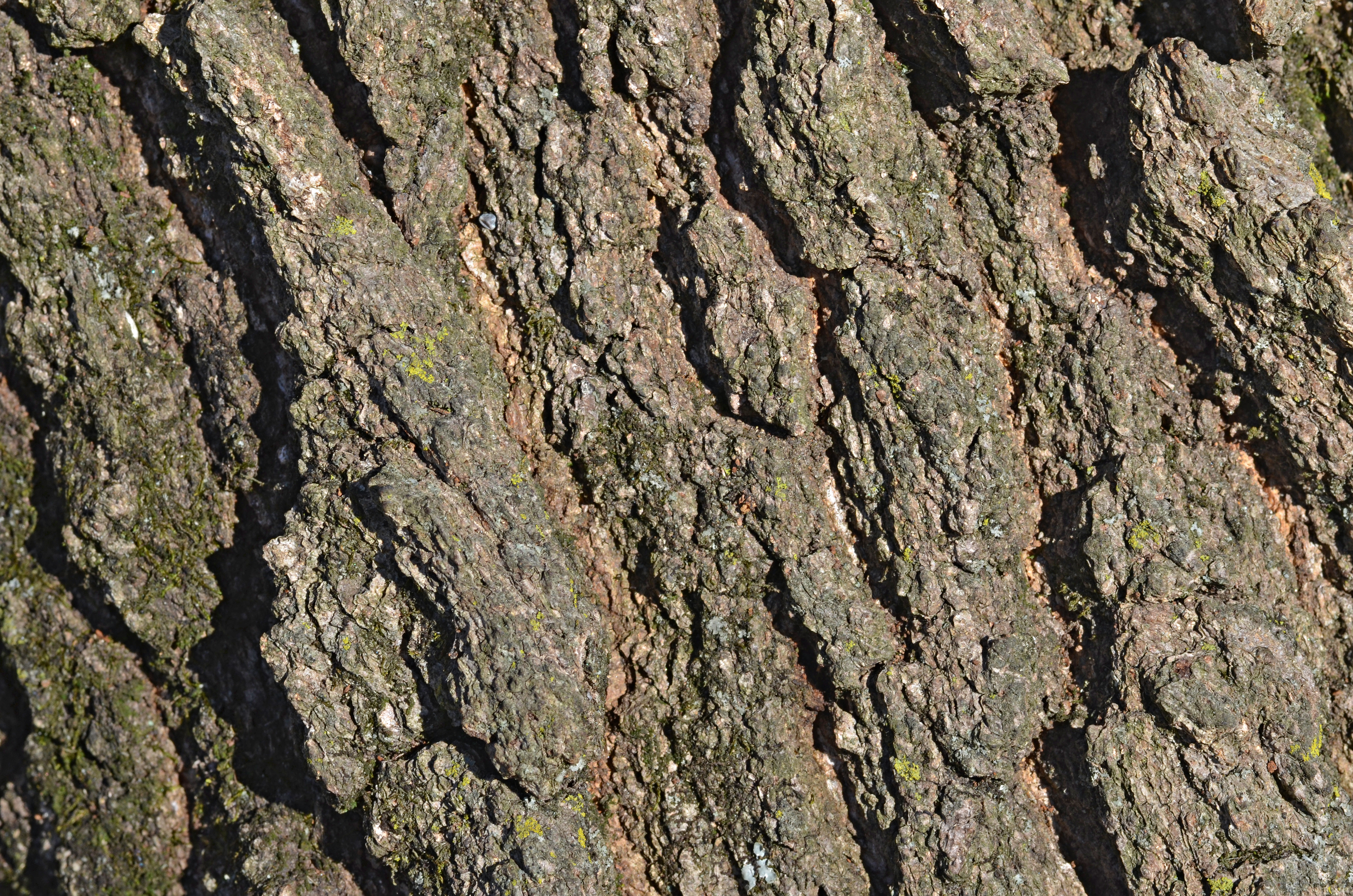 Bender Oak Quercus x benderi (32-0145-A) Trunk Bark Closeup