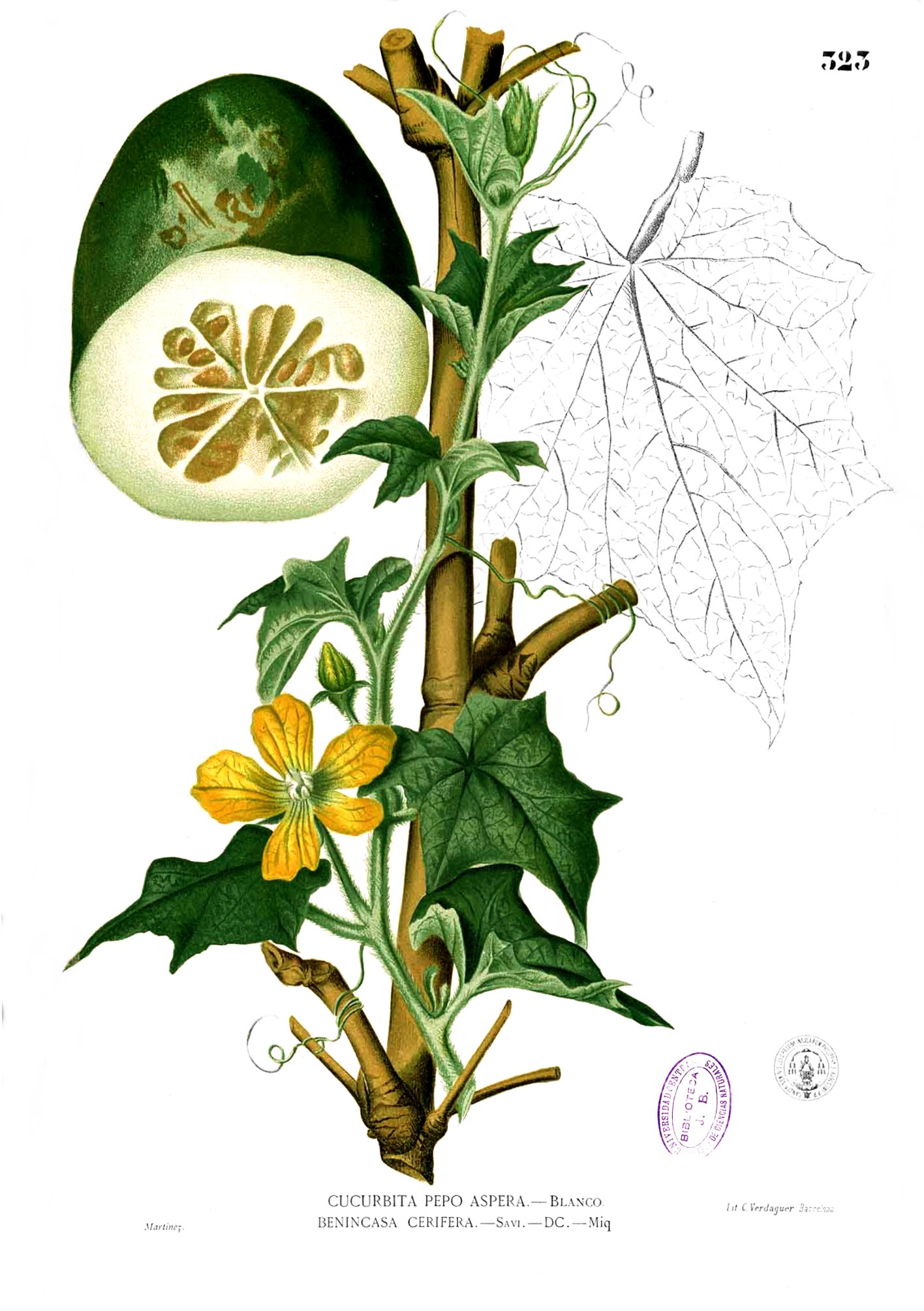 Benincasa hispida Blanco2.323