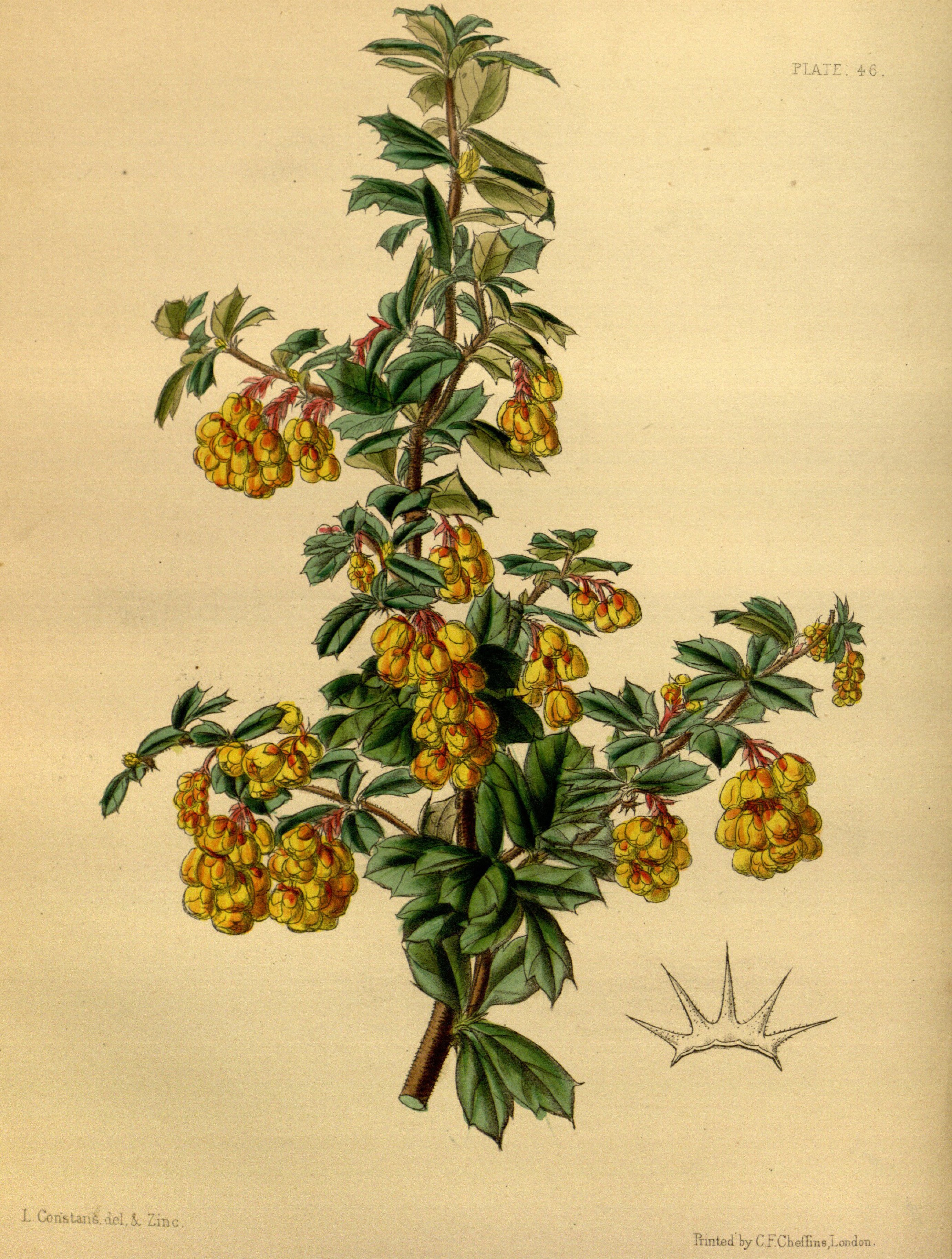 Berberis darwinii Paxton 046