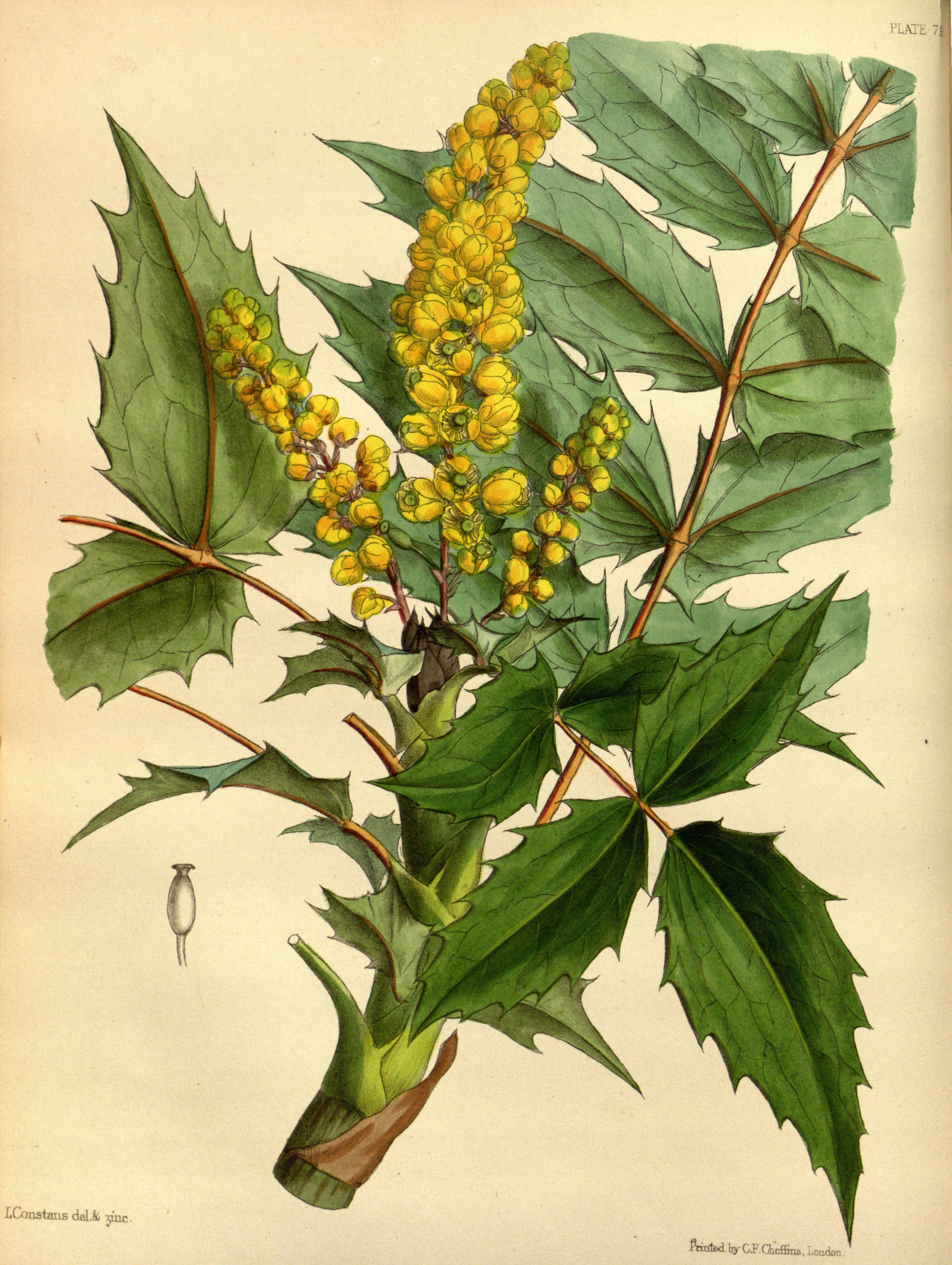 Berberis nepalensis Paxton 079