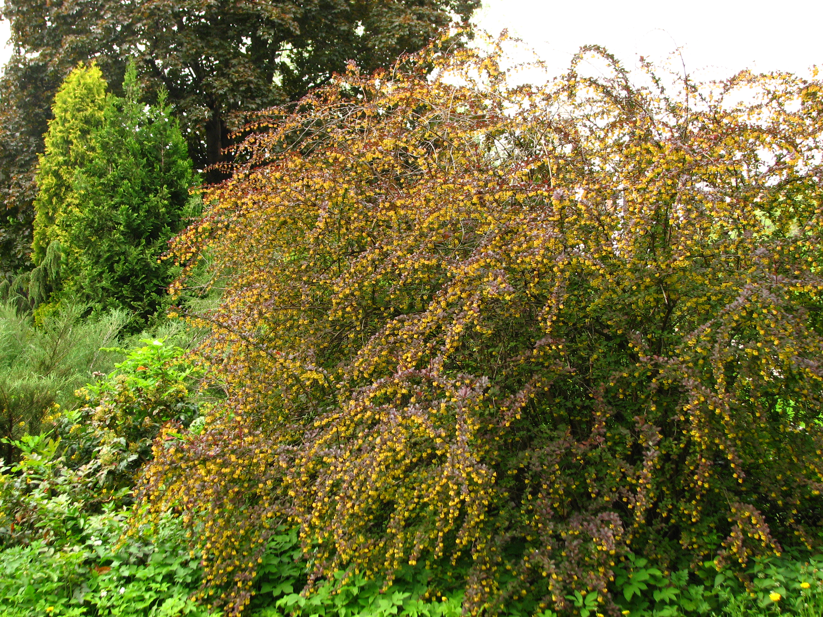 Berberis thunbergii 04