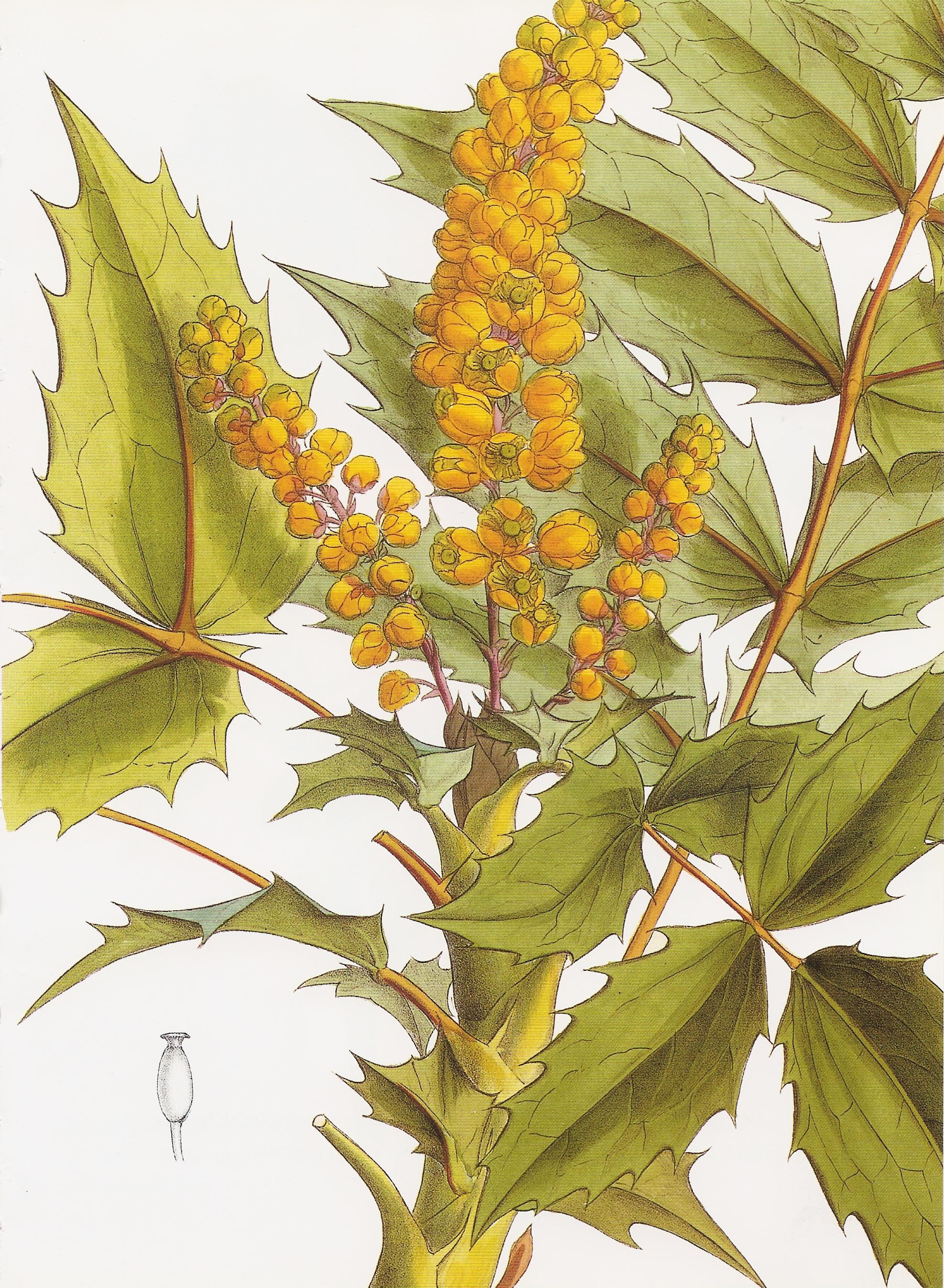 Berberis vulgaris RHS