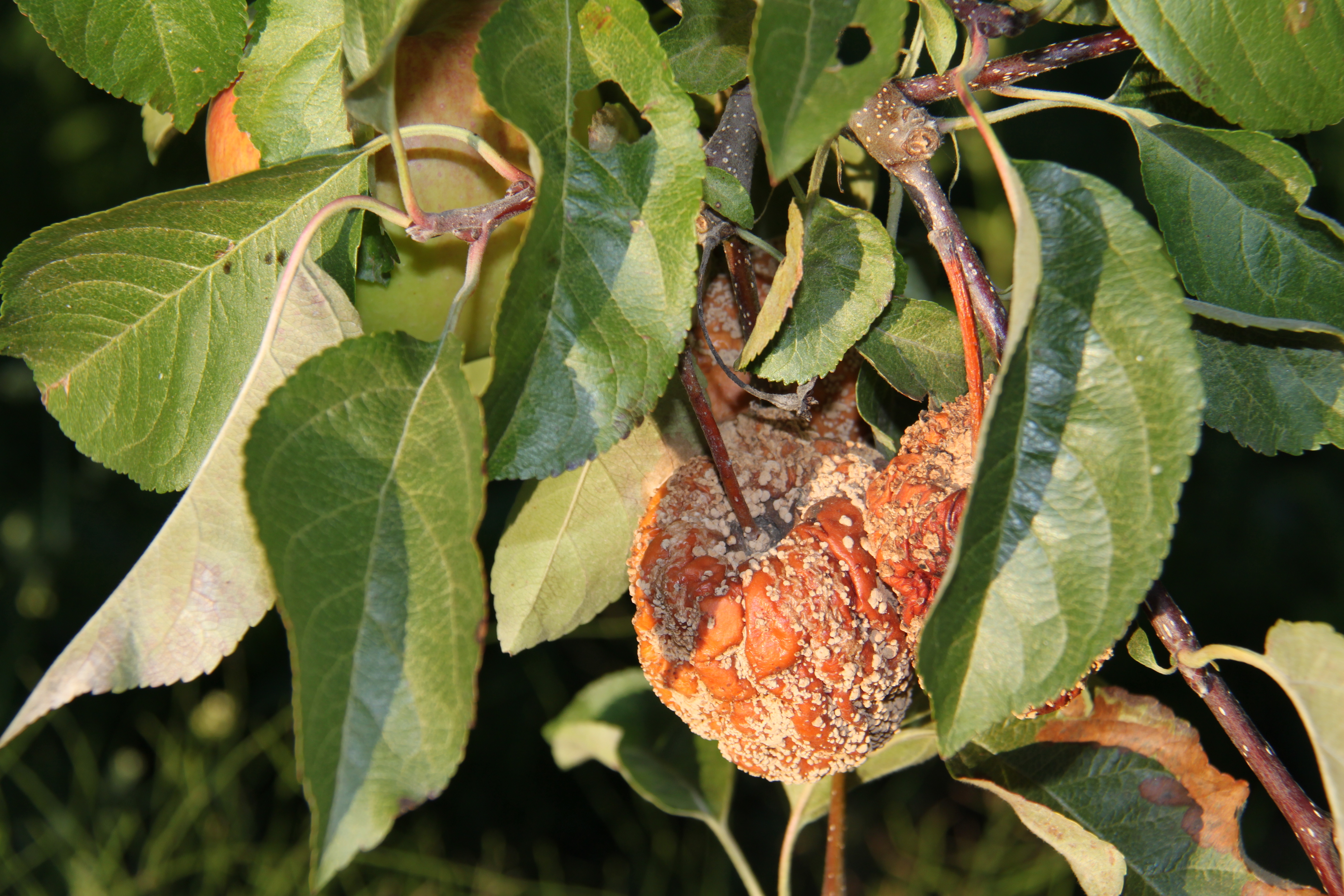 Bereits am Baum verfaulter Apfel