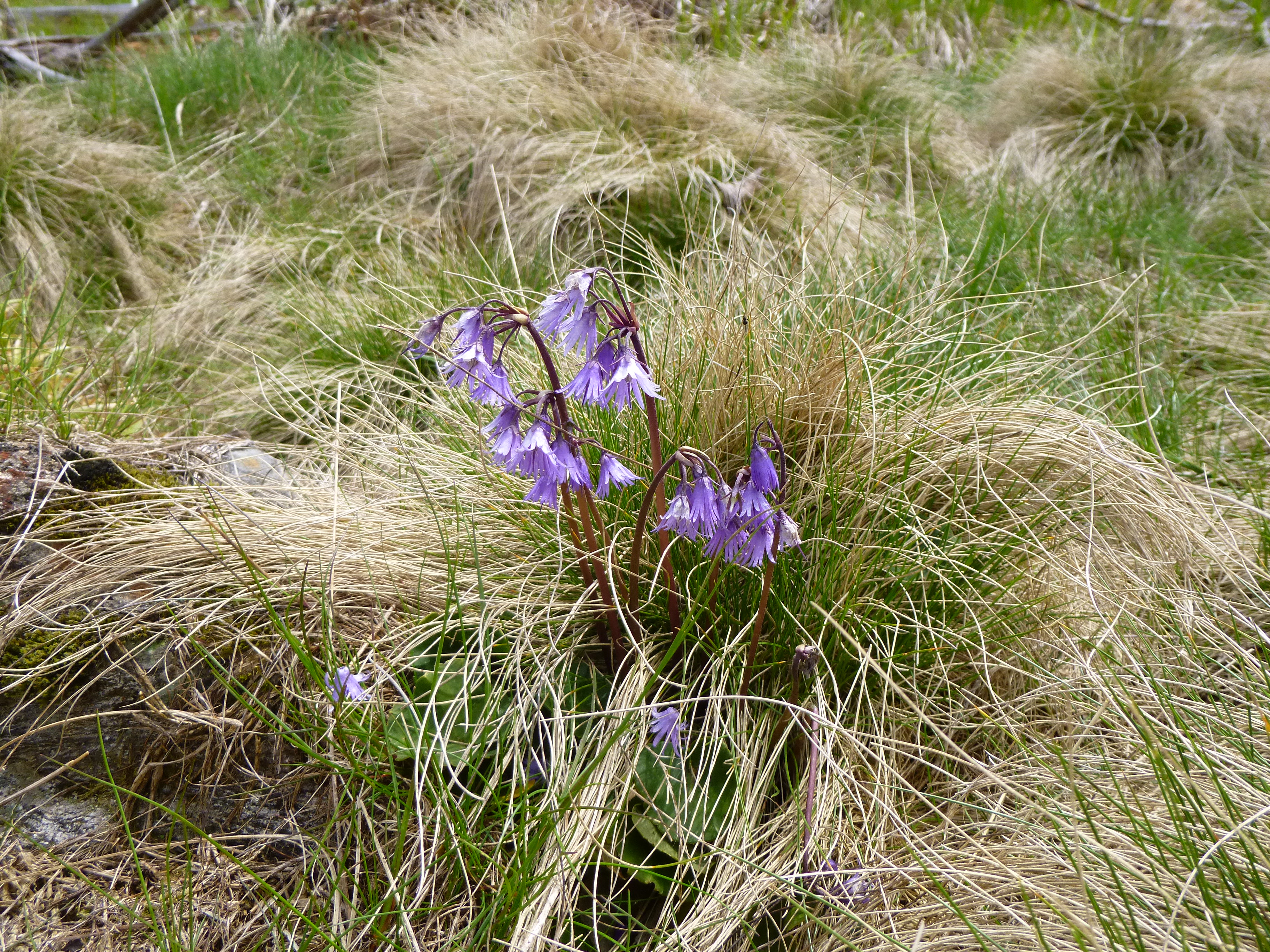 Berg-Troddelblume-