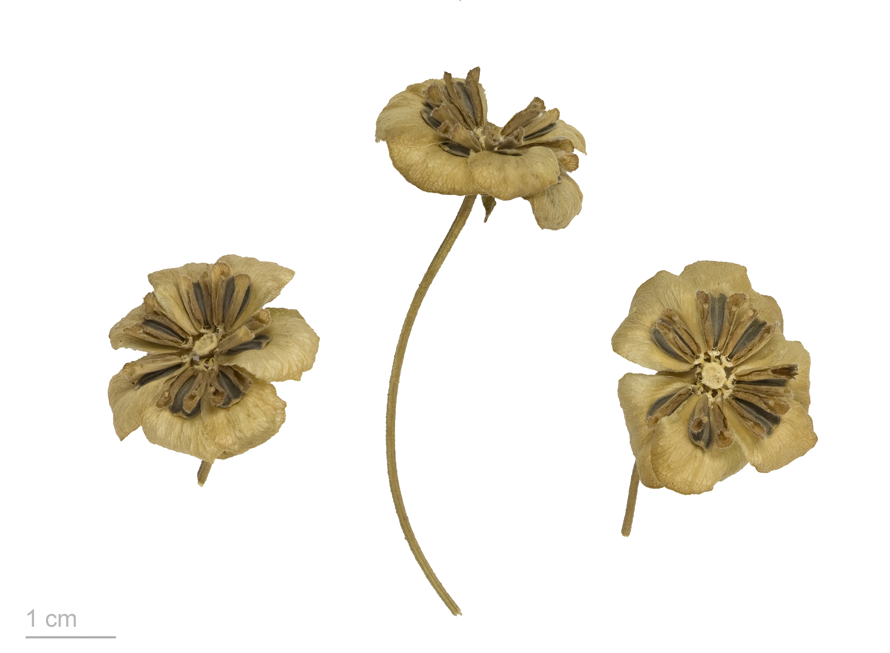 Berlandiera lyrata MHNT.BOT.2011.3.41