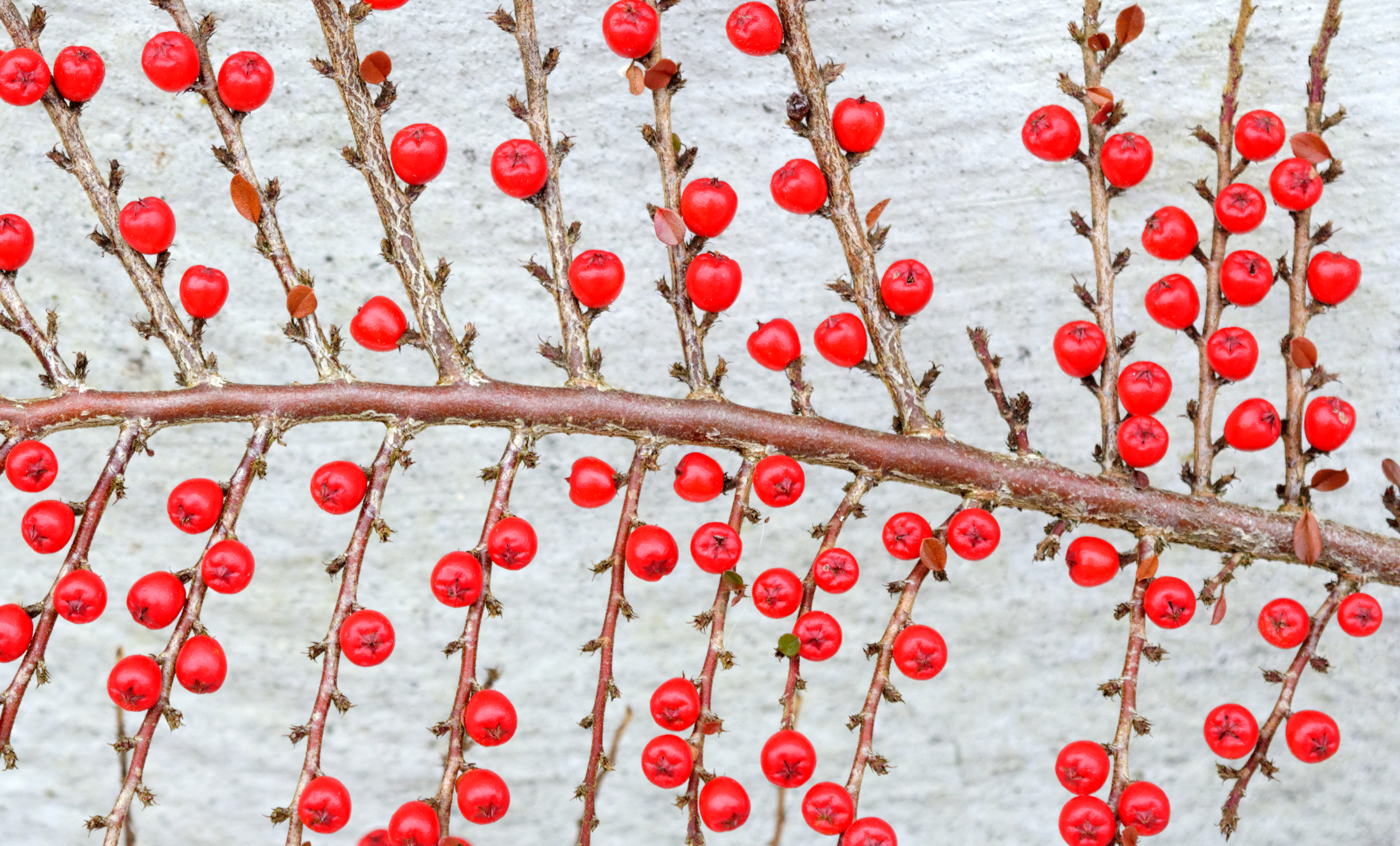 Berries (32181806685)