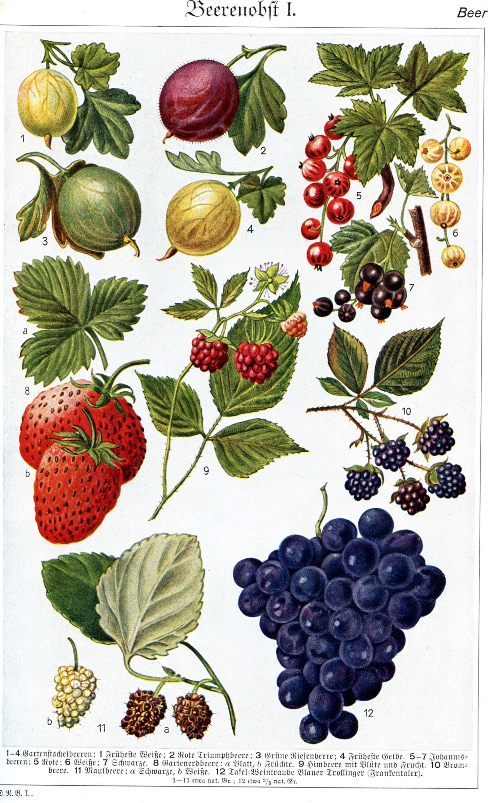 Berries in Brockhaus