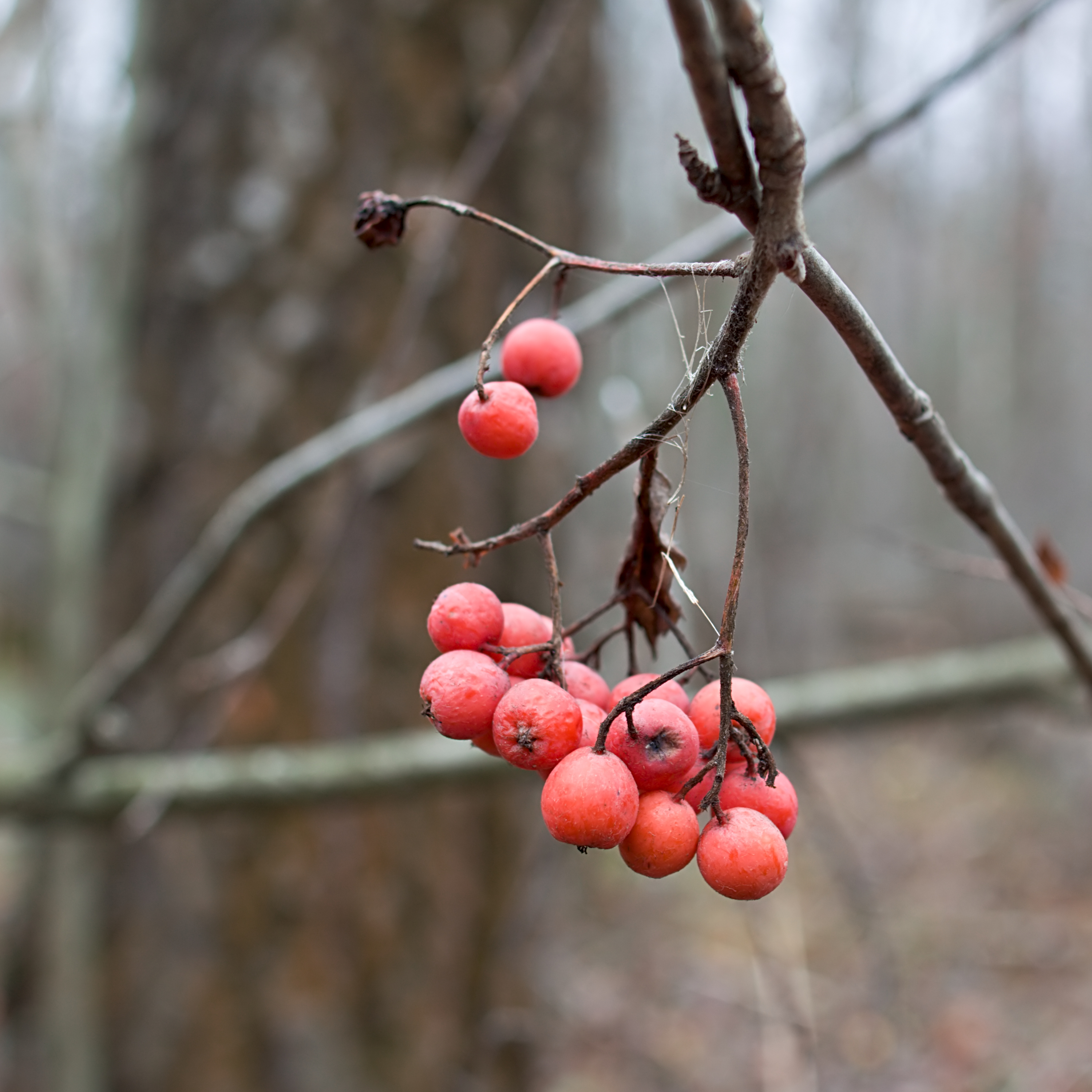 Berry 1323