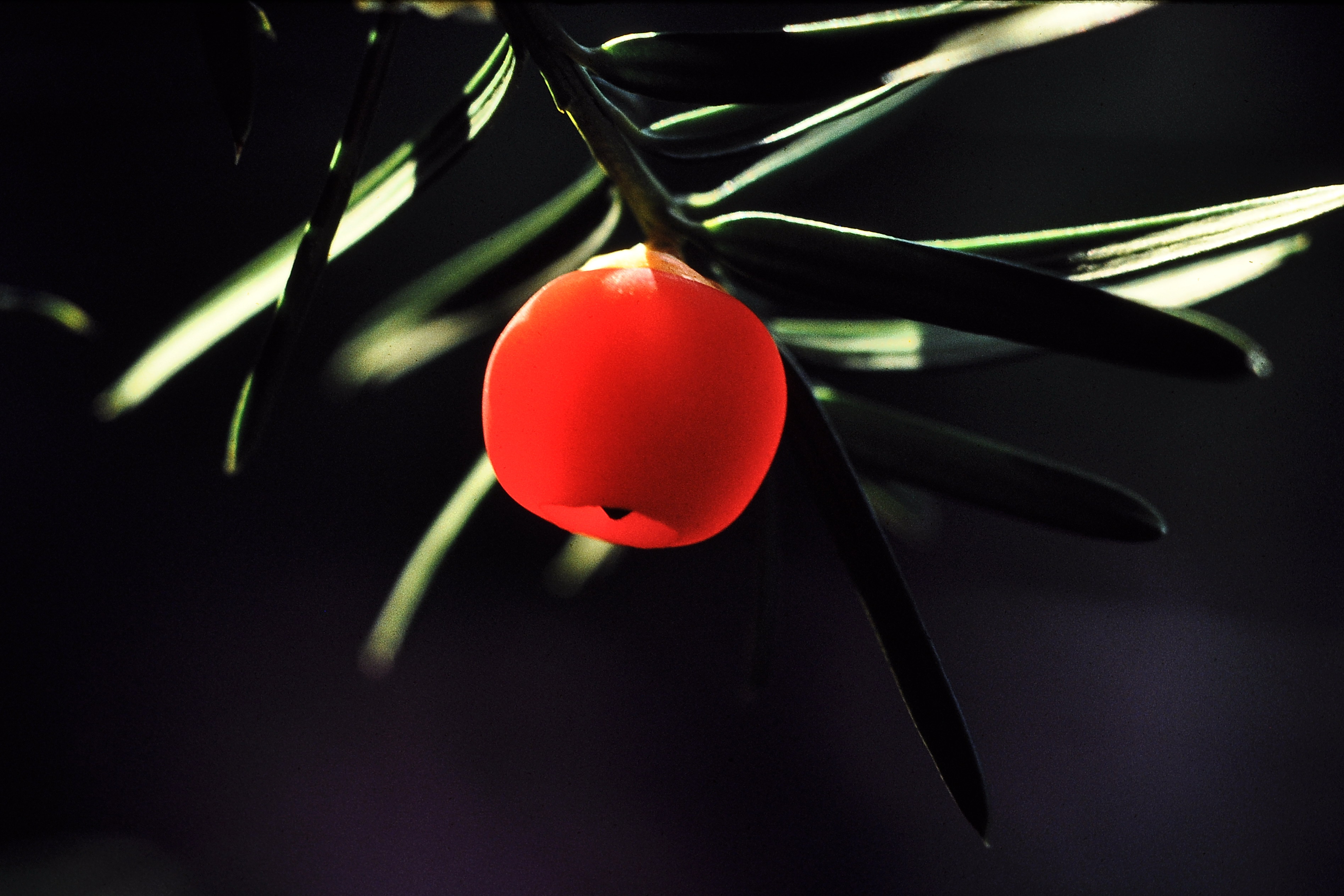 Berry of Yew