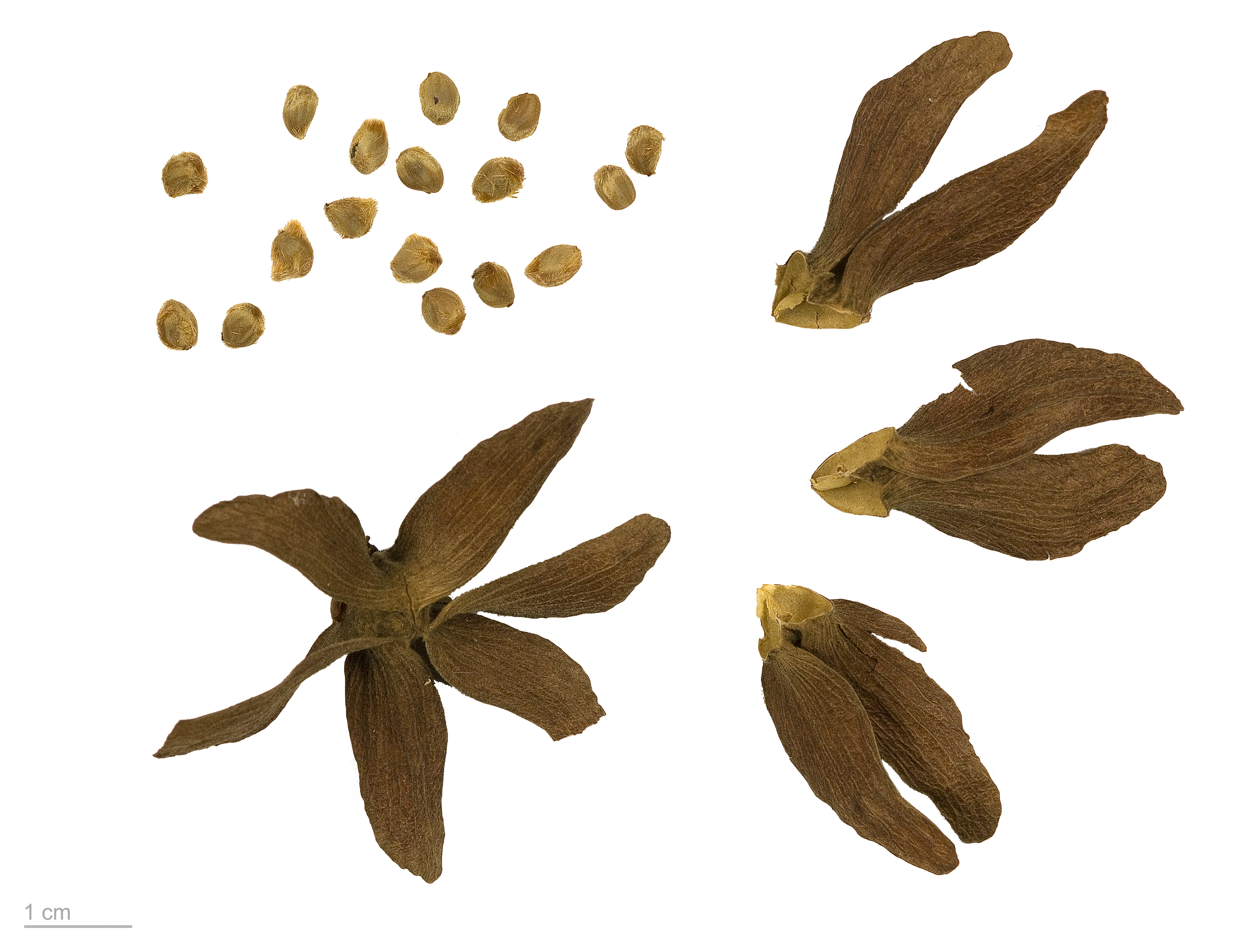 Berrya cordifolia MHNT.BOT.2009.13.2