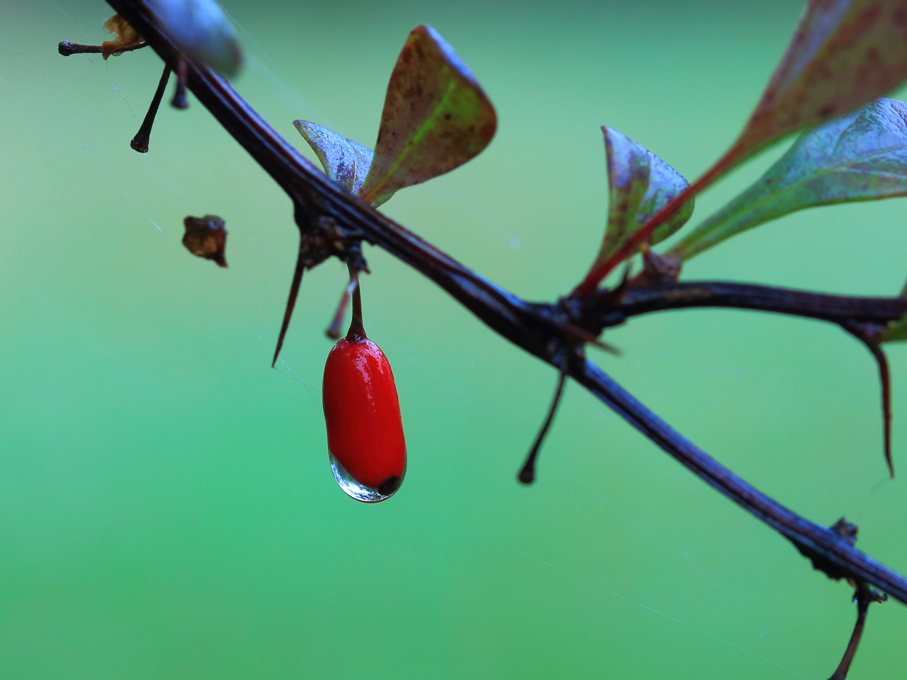 Bes Berberis thunbergii