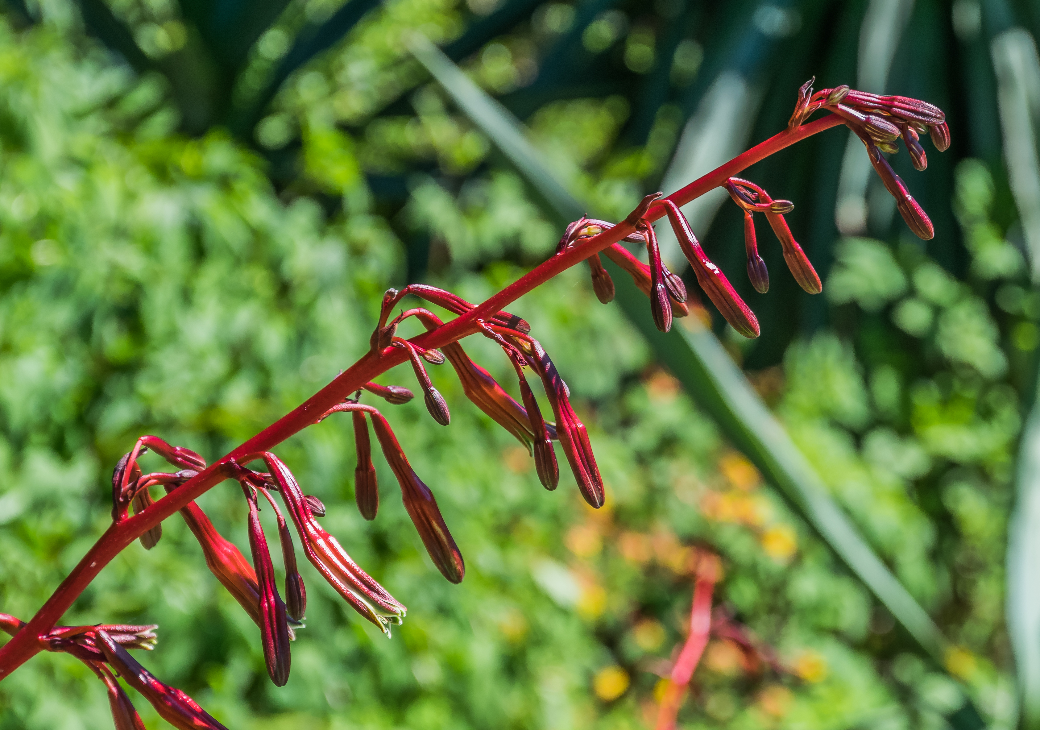 Beschorneria tubiflora 01