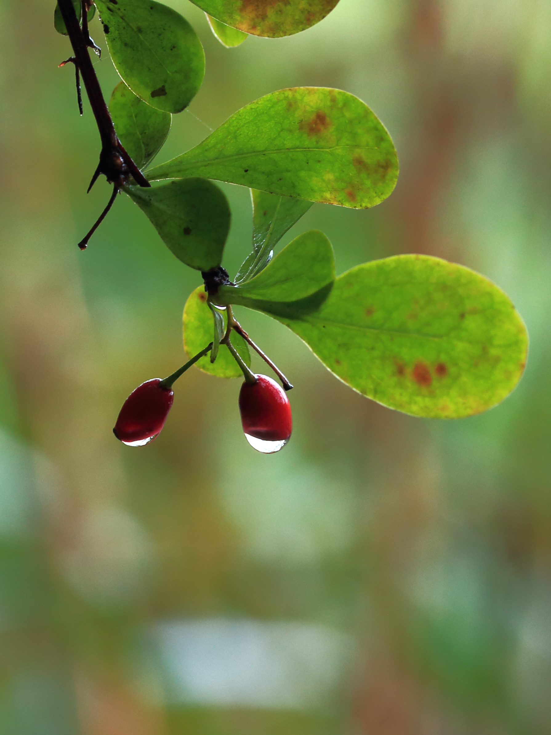 Bessen Berberis thunbergii 02