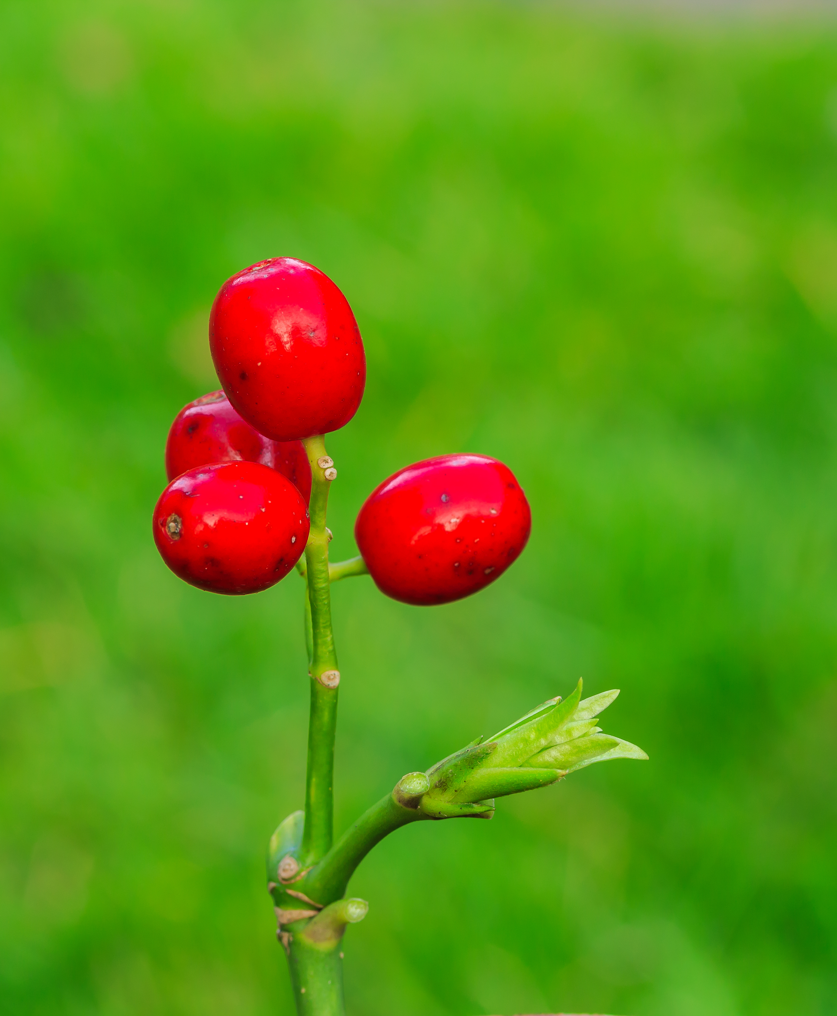 Bessen van Aucuba japonica. Locatie, Tuinreservaat Jonker vallei 01