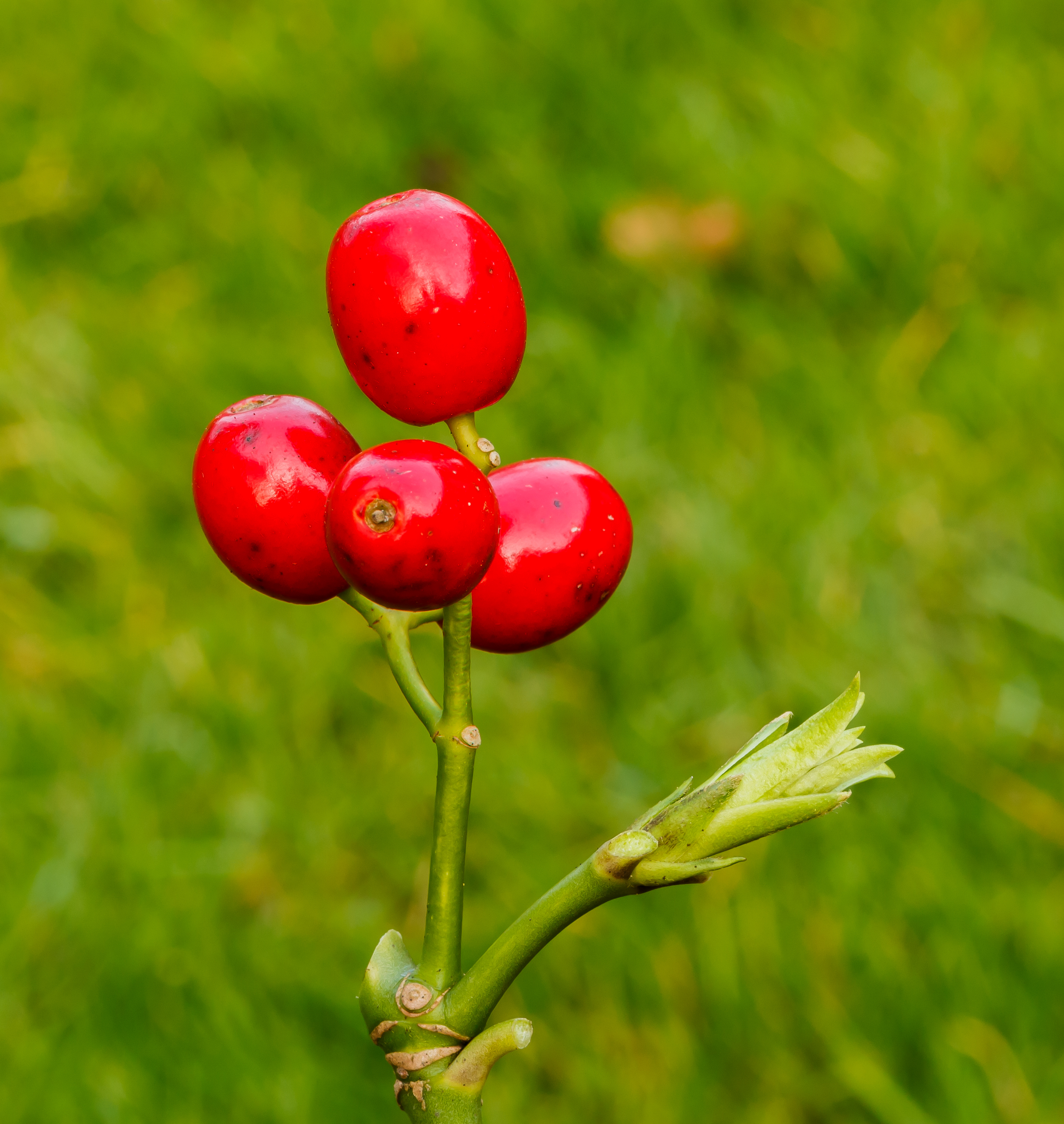 Bessen van Aucuba japonica. Locatie, Tuinreservaat Jonker vallei 03