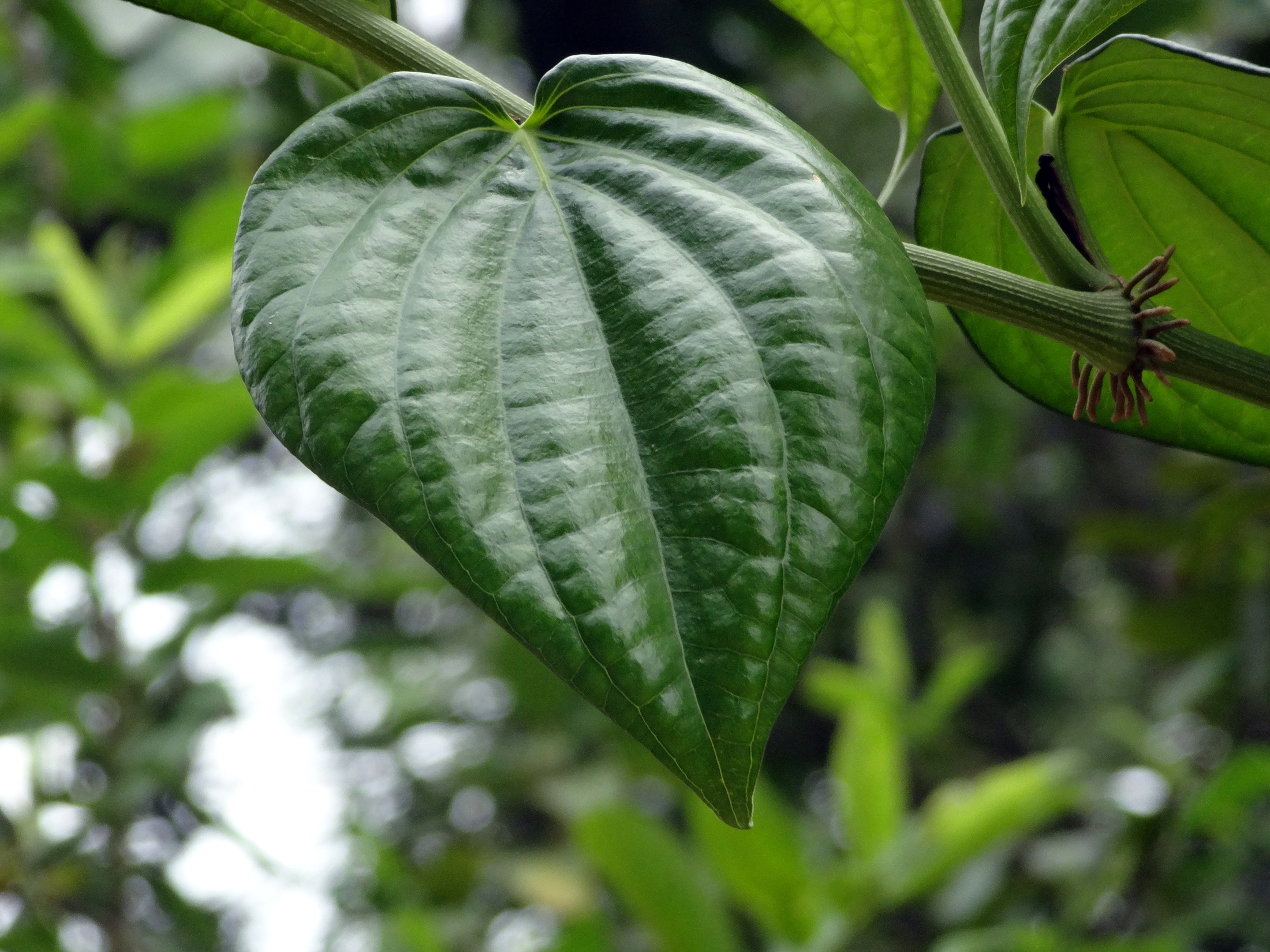 Betel leaf
