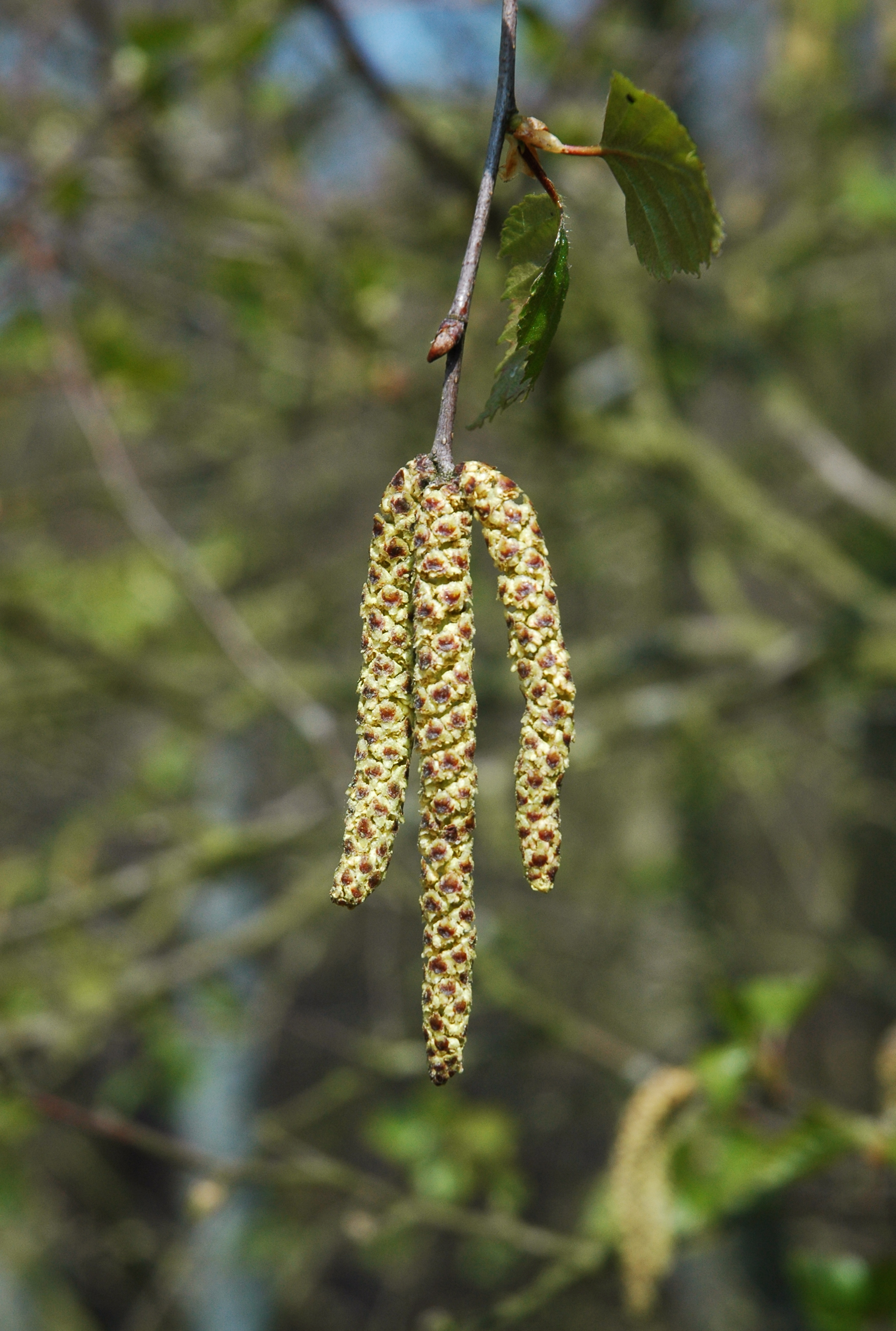 Betula pendula male catkins 2