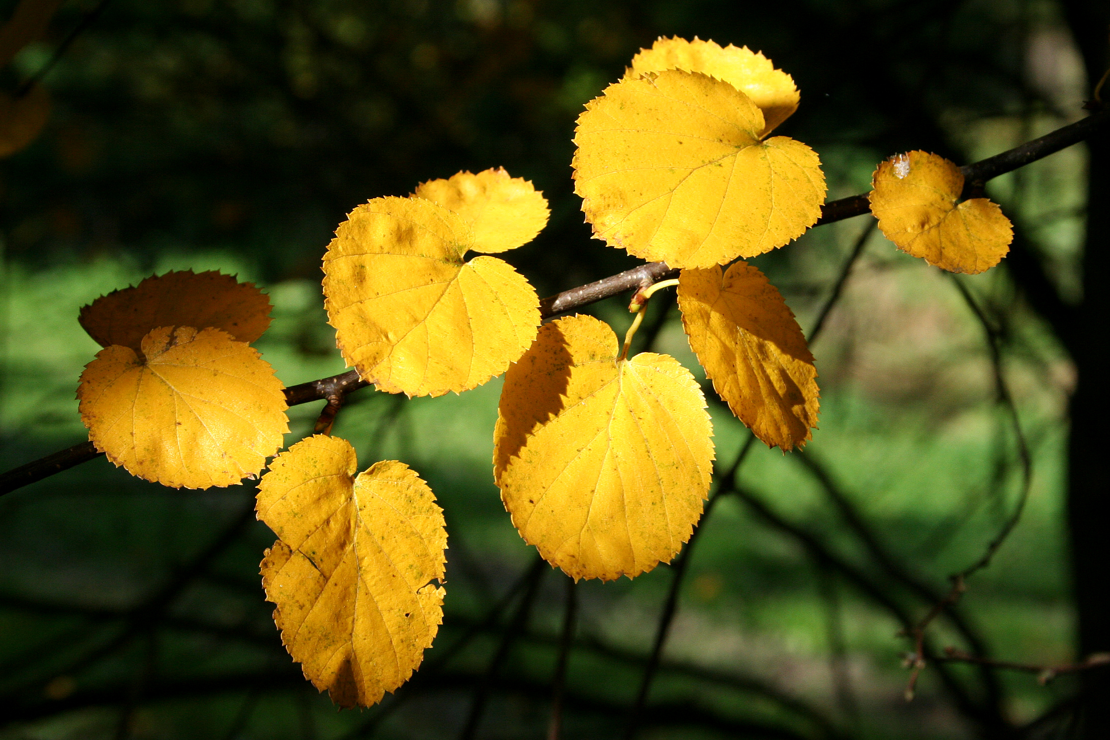 Betula uber JPG1Fe