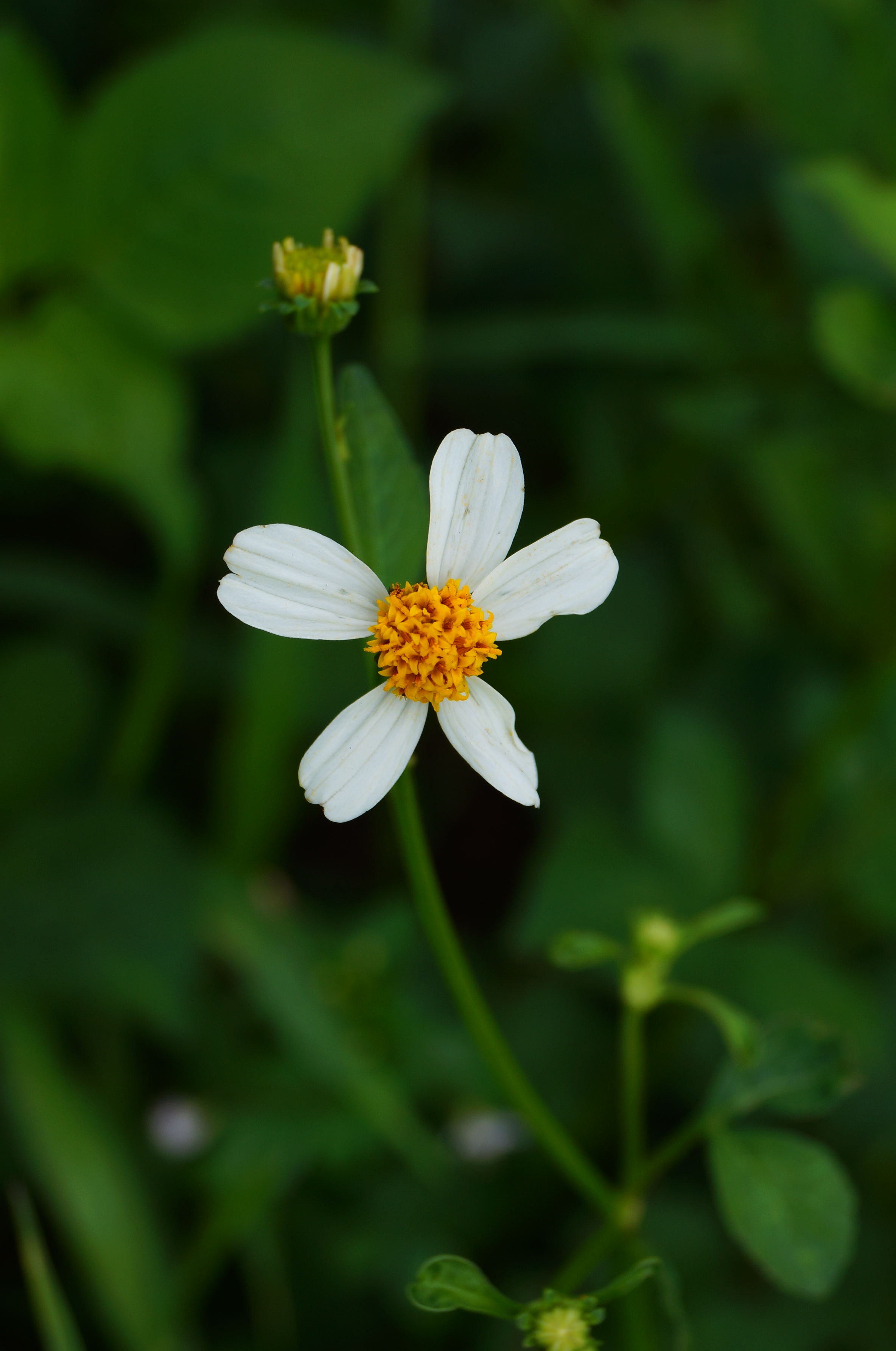 Bidens pilosa 02