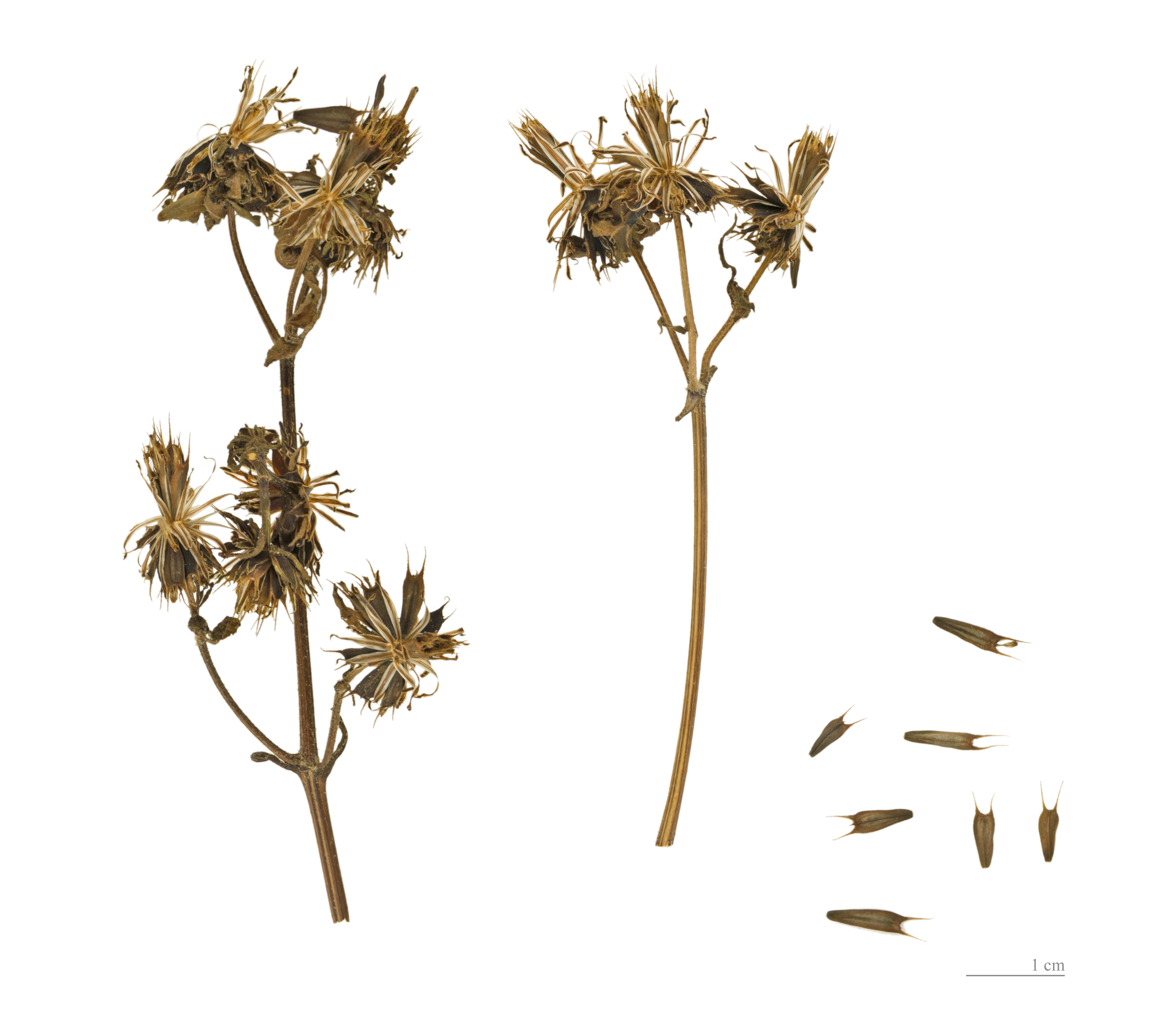 Bidens tripartita MHNT.BOT.2004.0.774