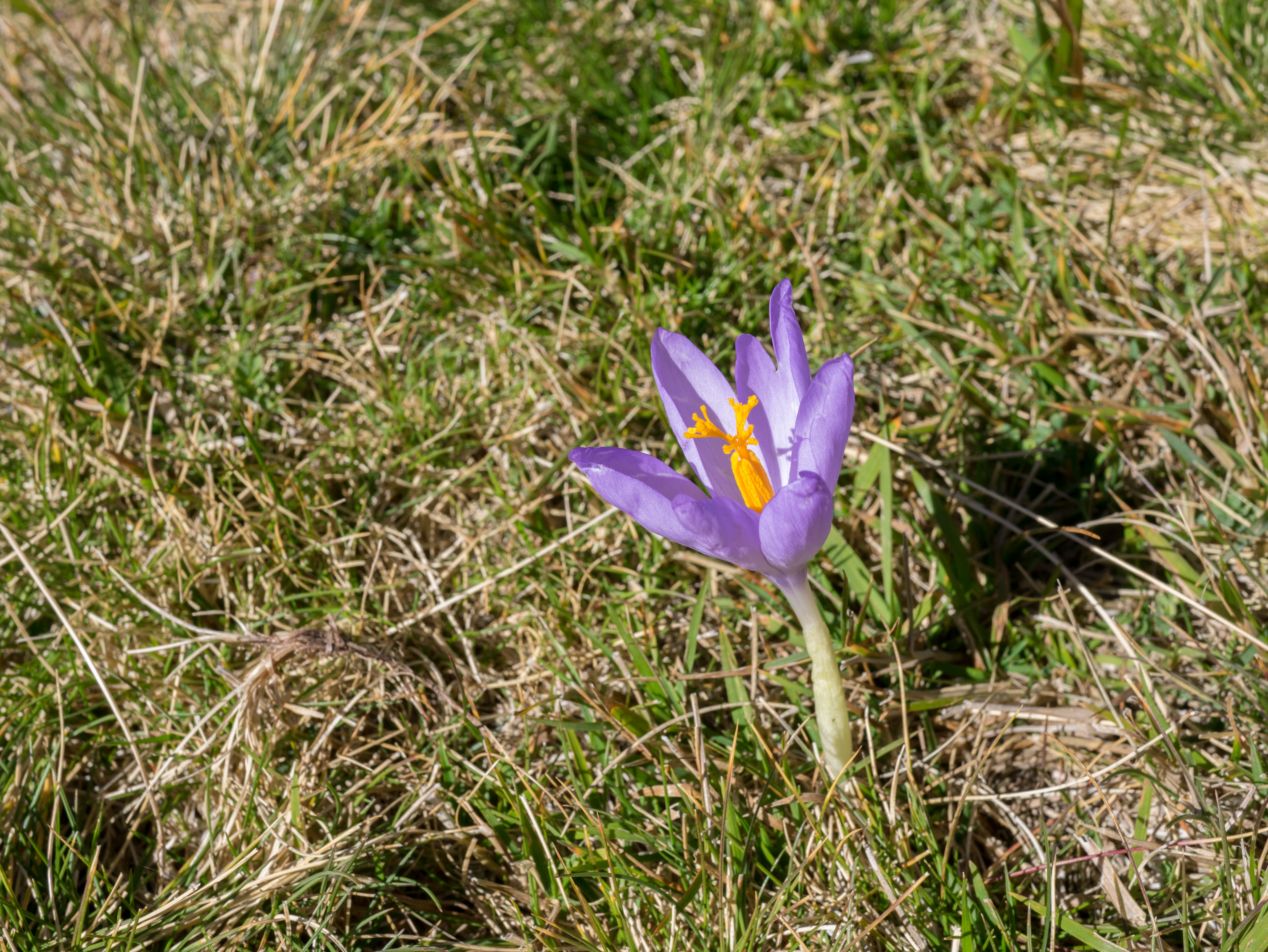 Bielsa - Puerto Viejo - Crocus Nudiflorus 01