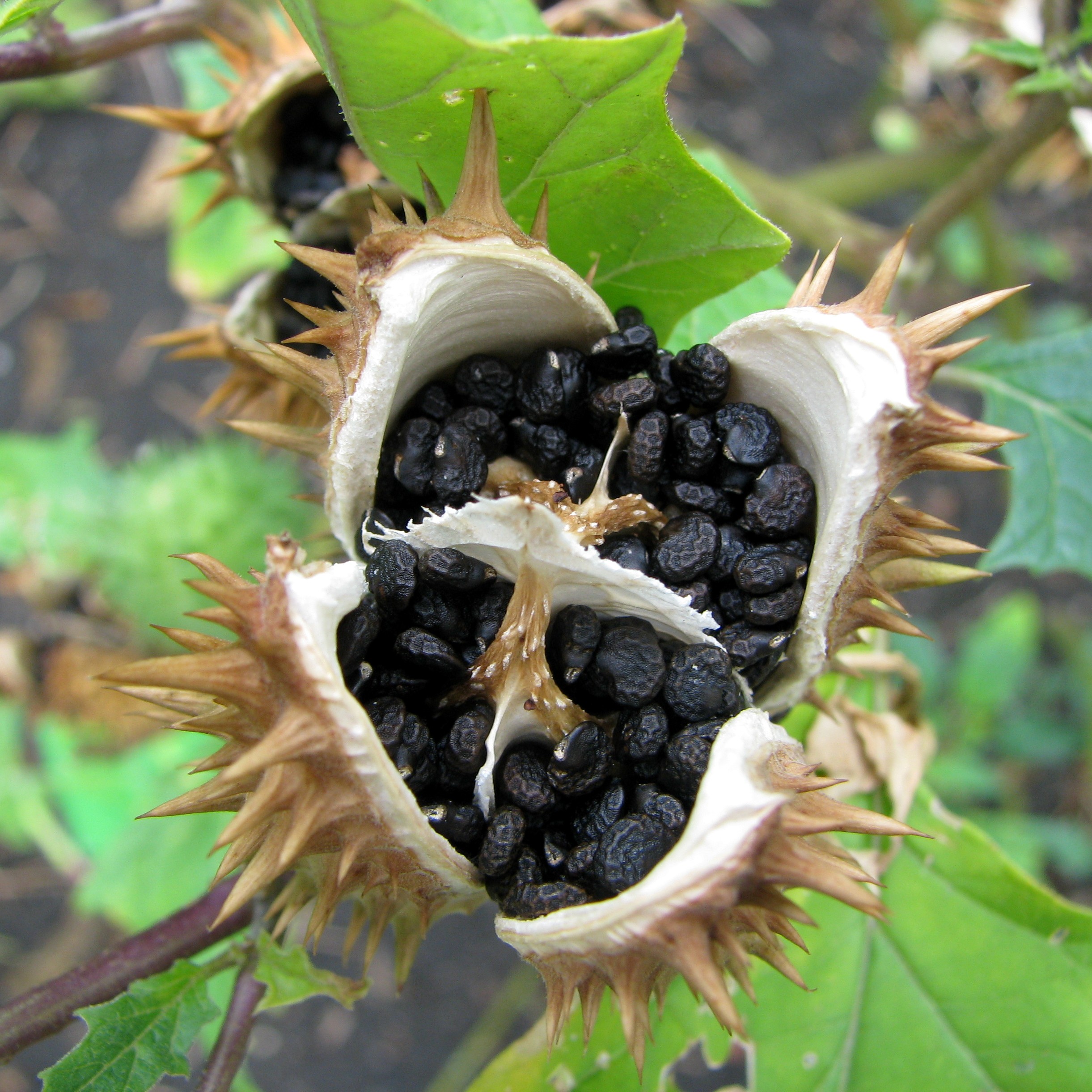 Bieluń dziędzierzawa Datura stramonium Seed