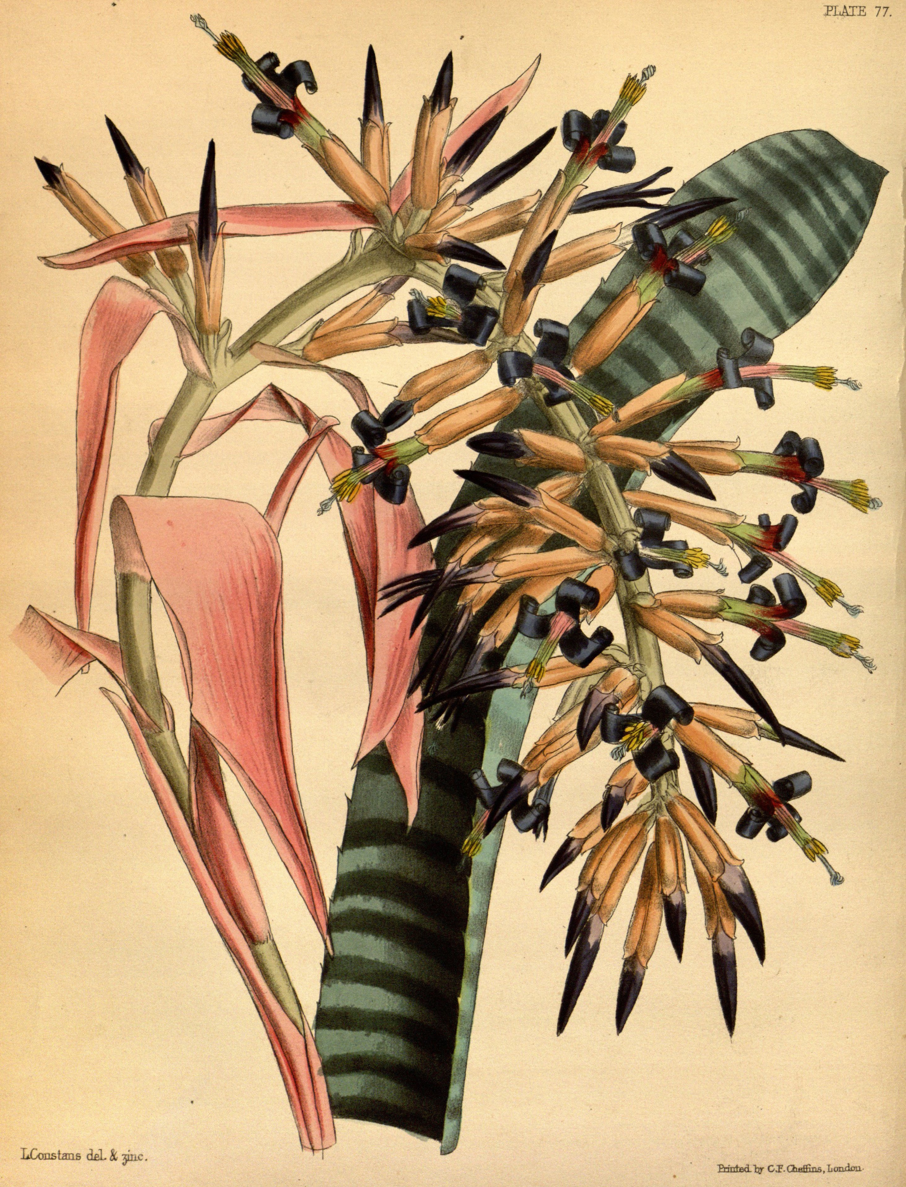 Billbergia vittata Paxton 077