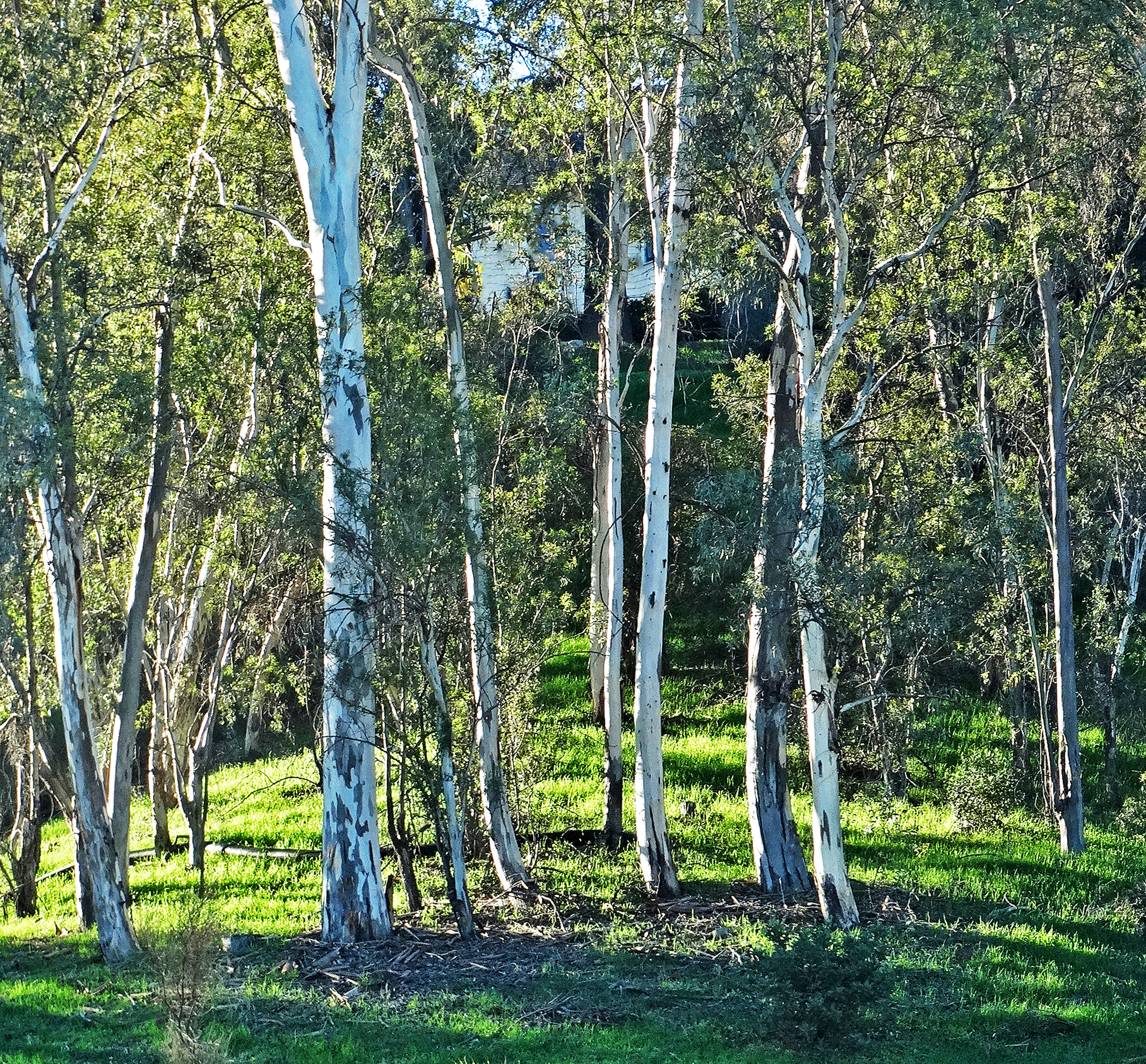 Birch Grove Morning 1-15 (15745810183)