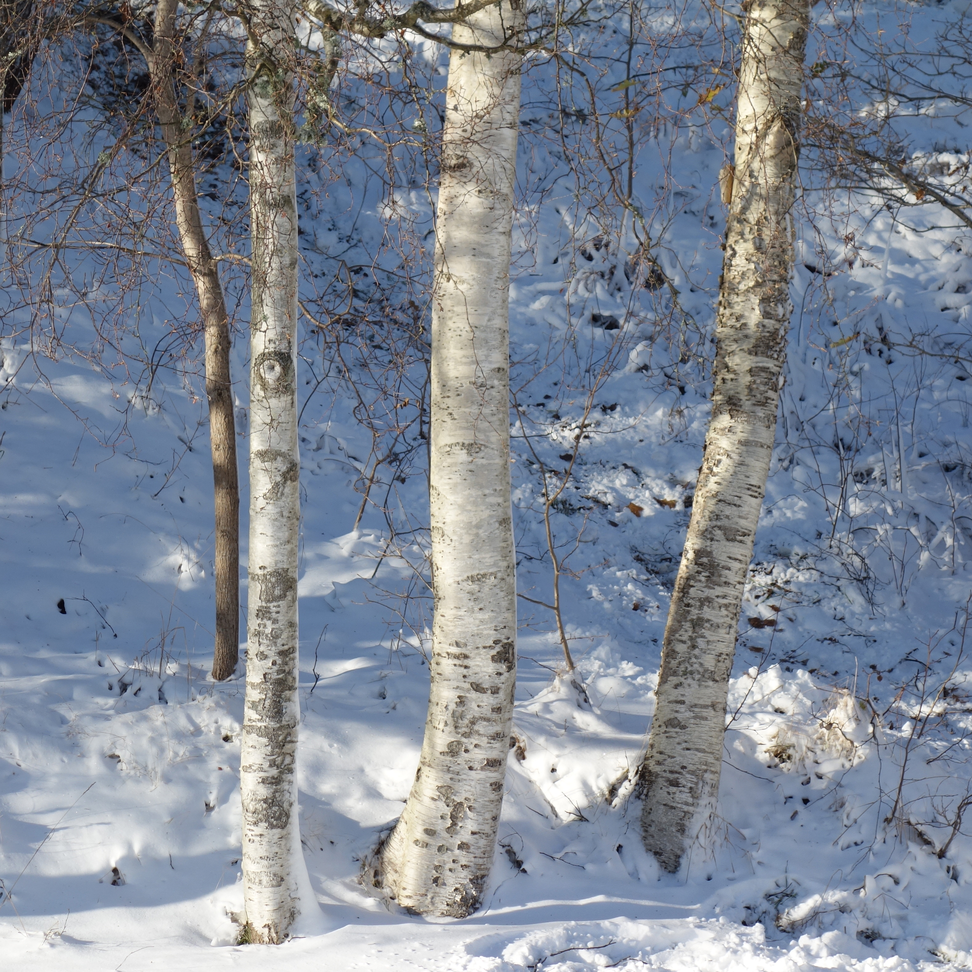 Birch trunks in snow and sunshine - 2