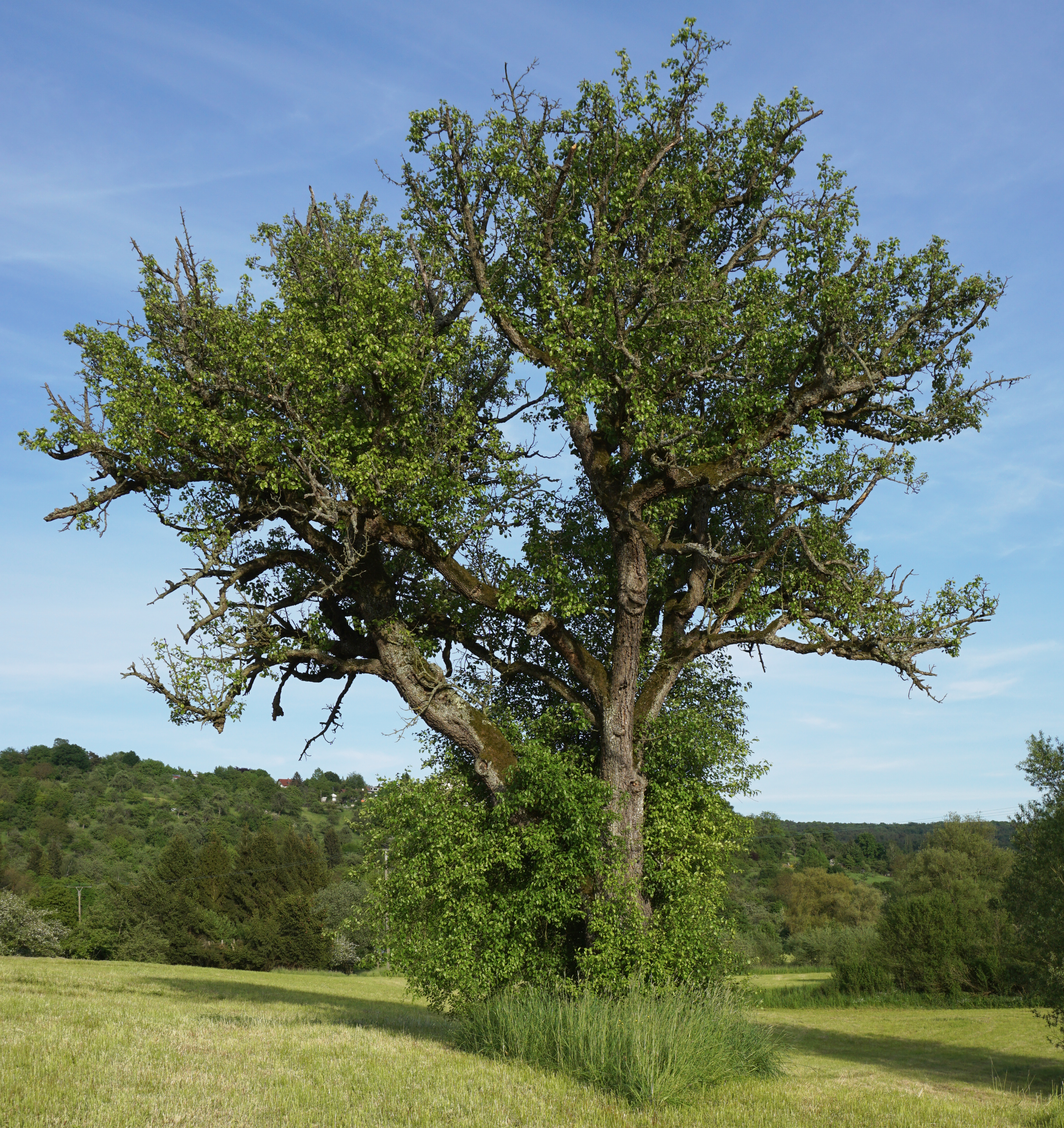 Birnbaum13
