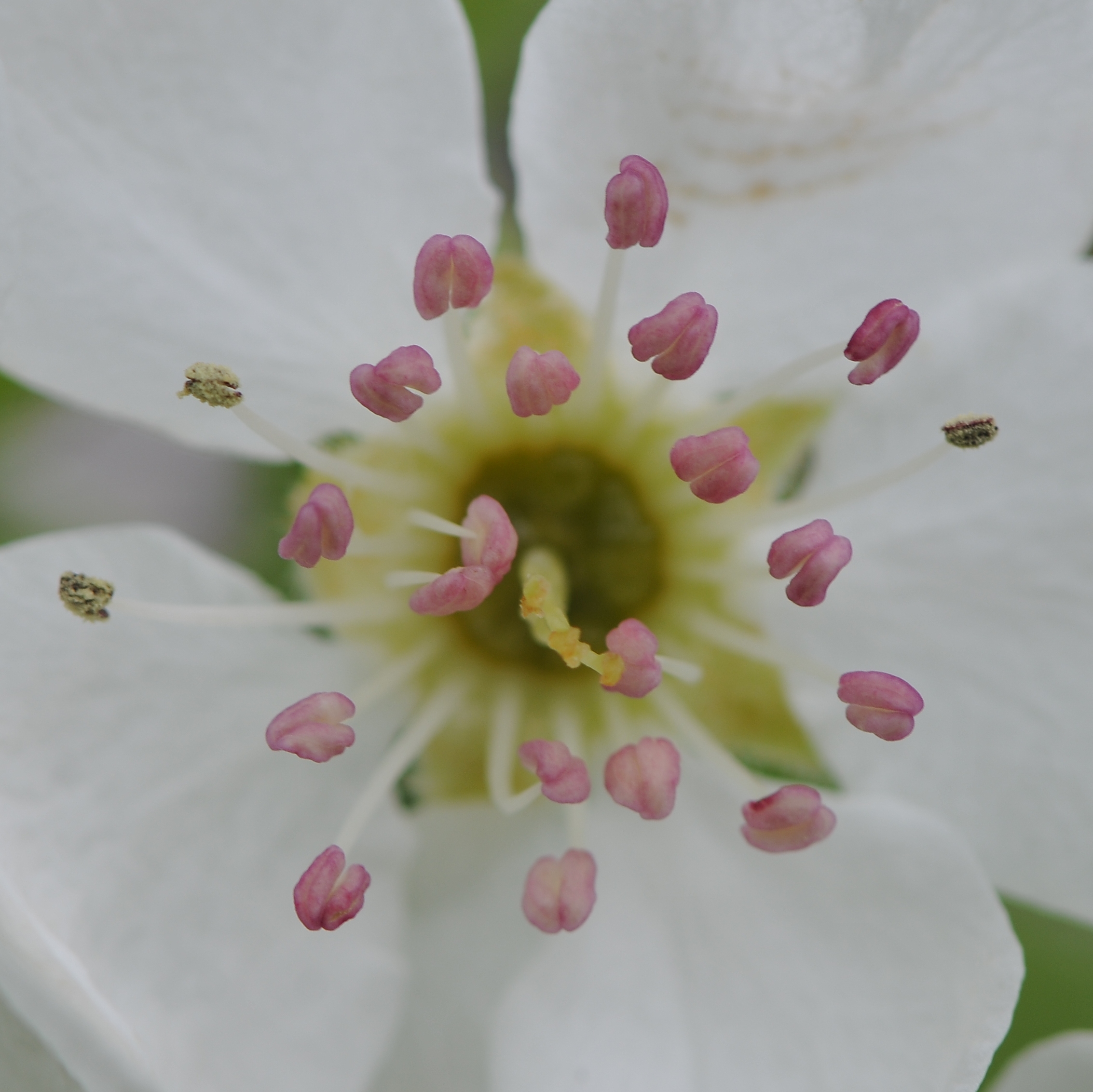 Birnbaumblüten 2