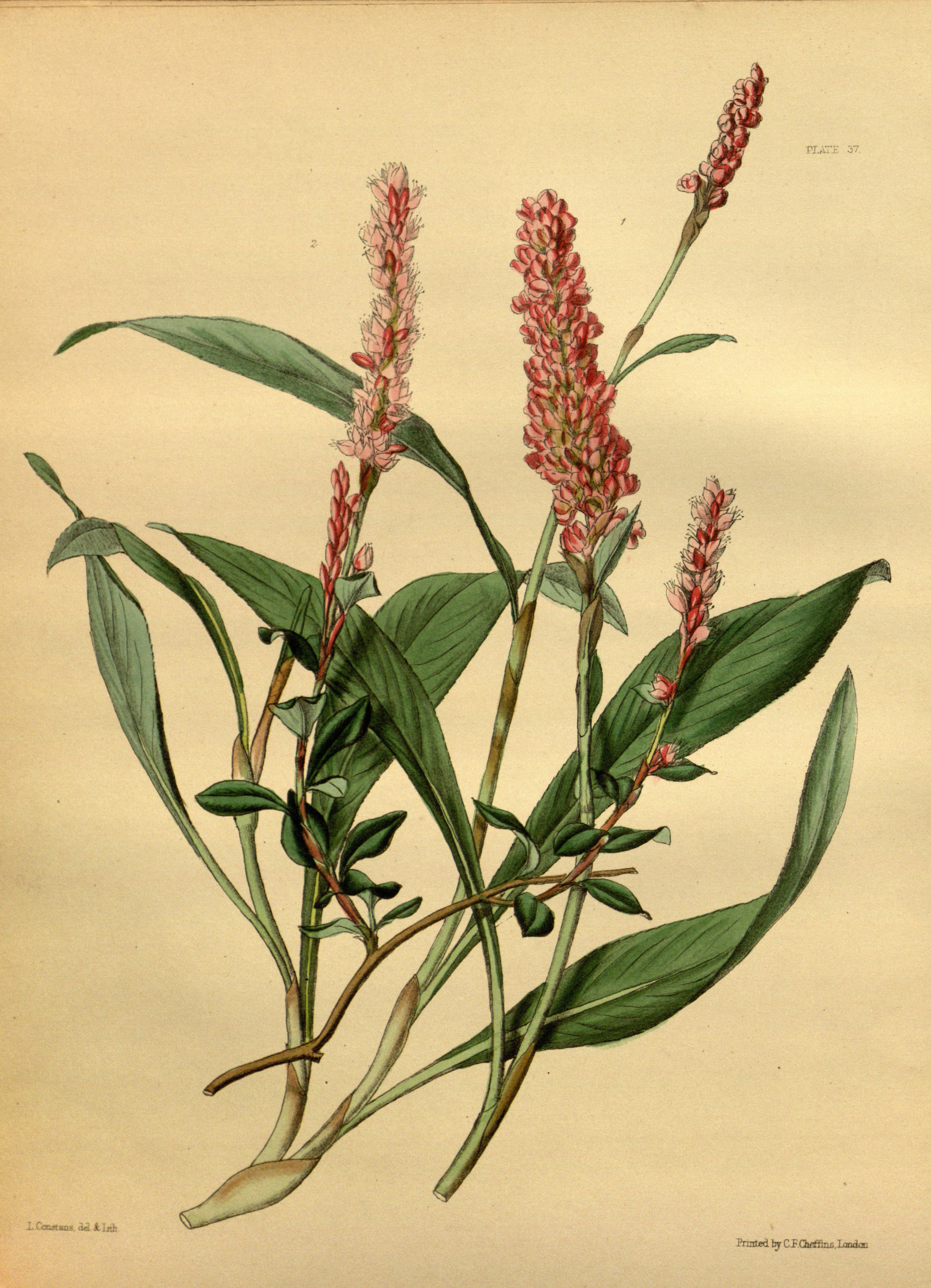 Bistorta affinis Paxton 037