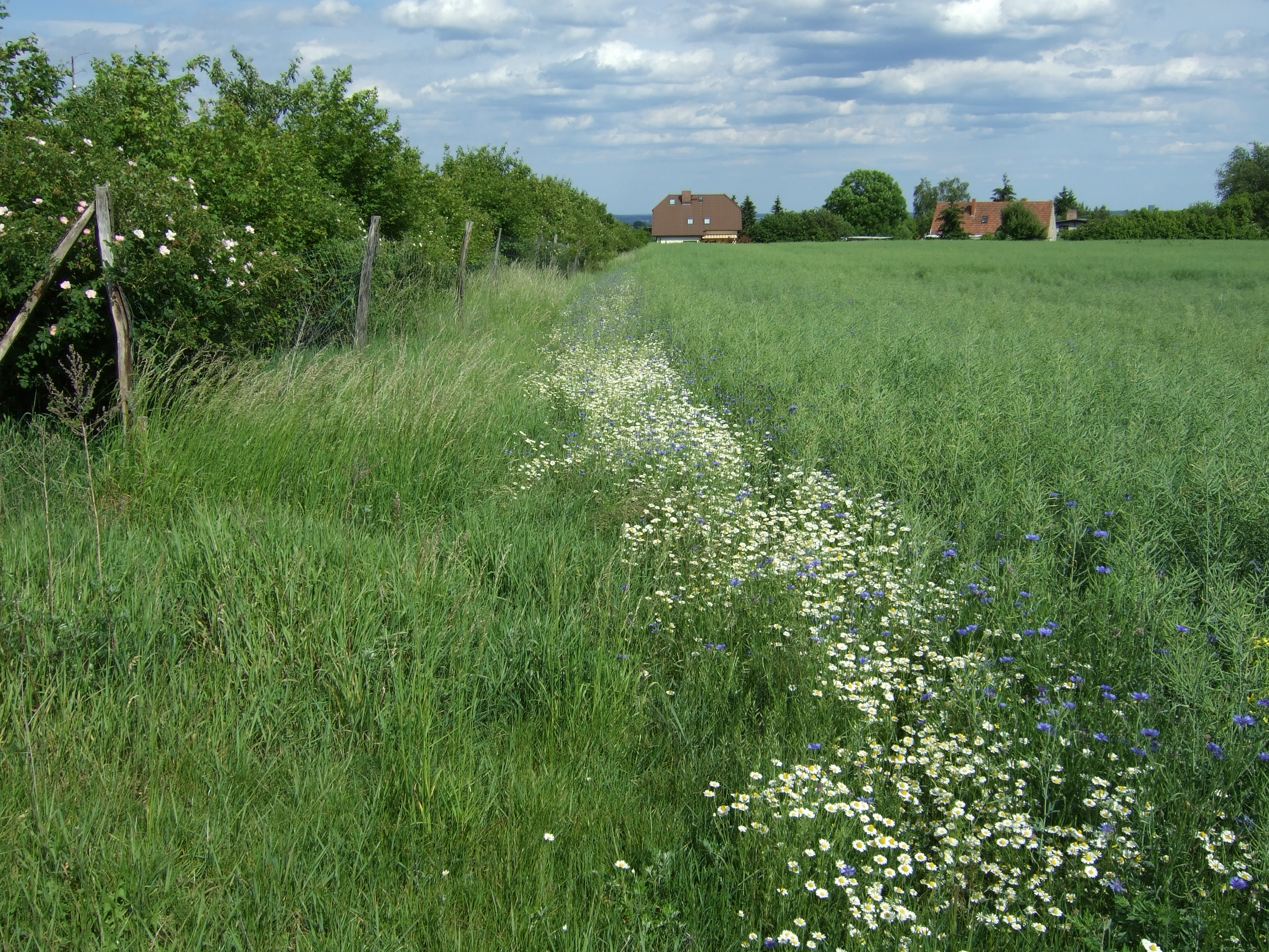 Blühstreifen 001