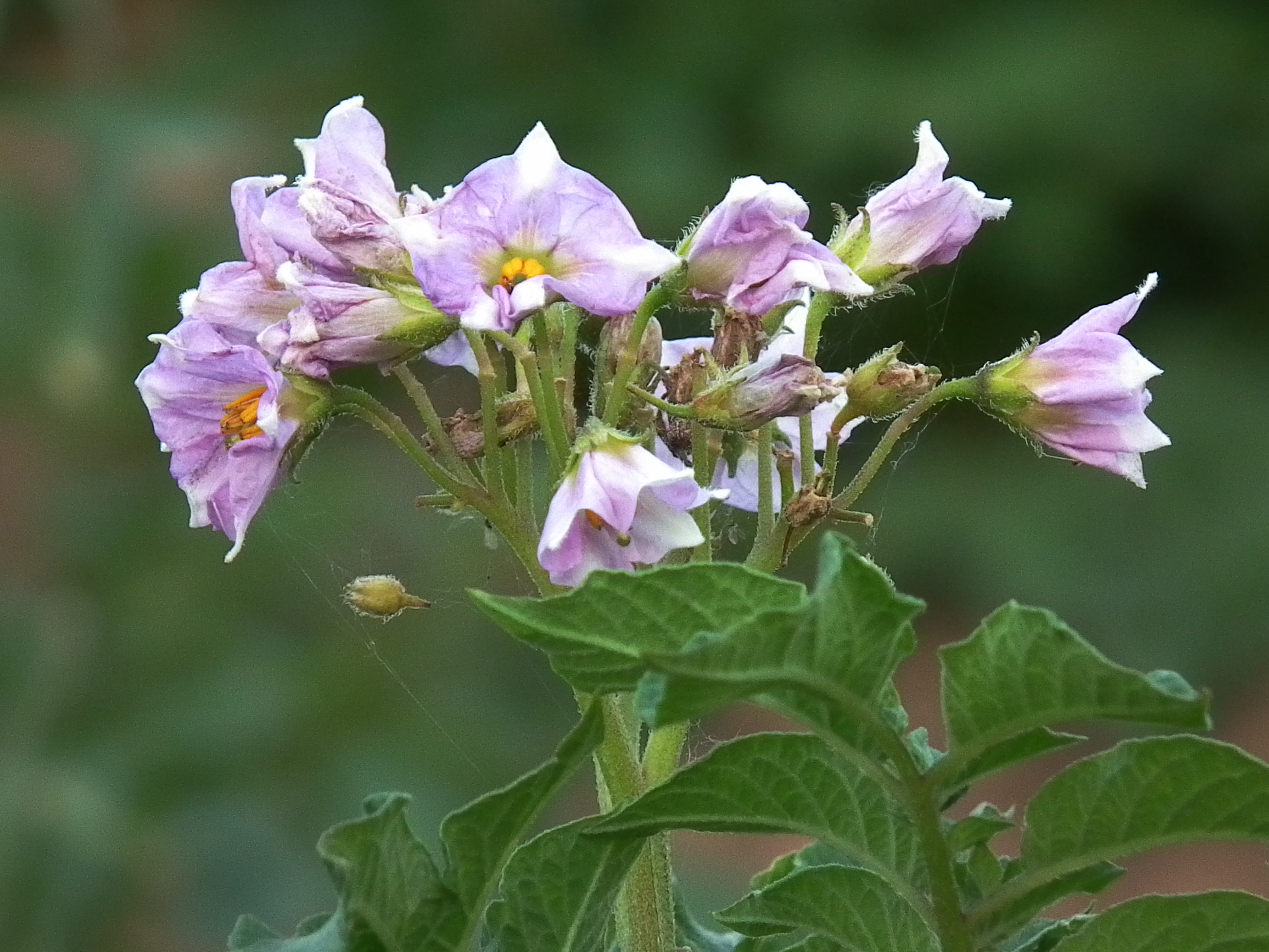 Blüten der Kartoffel