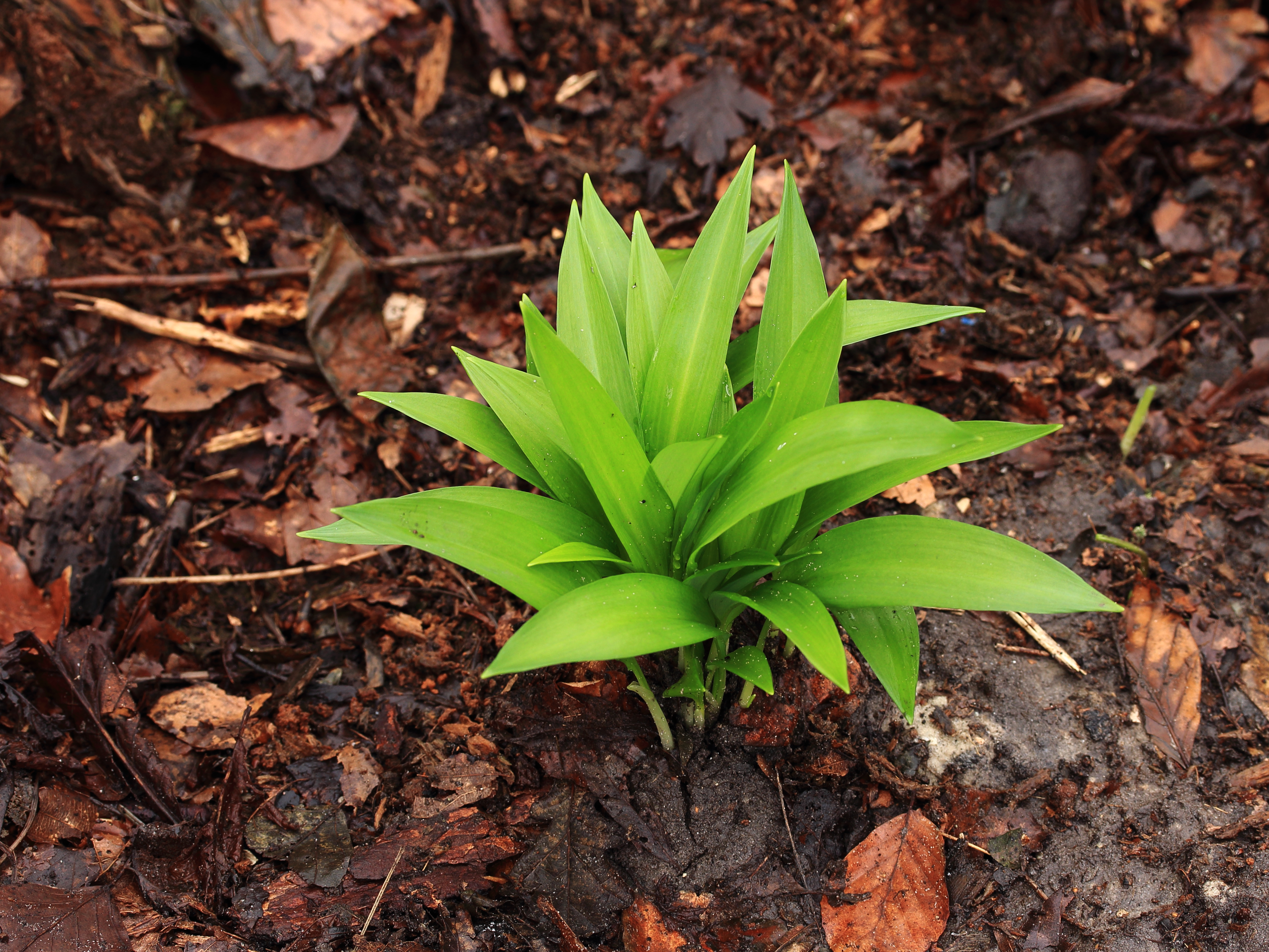 Blad van Daslook (Allium ursinum)