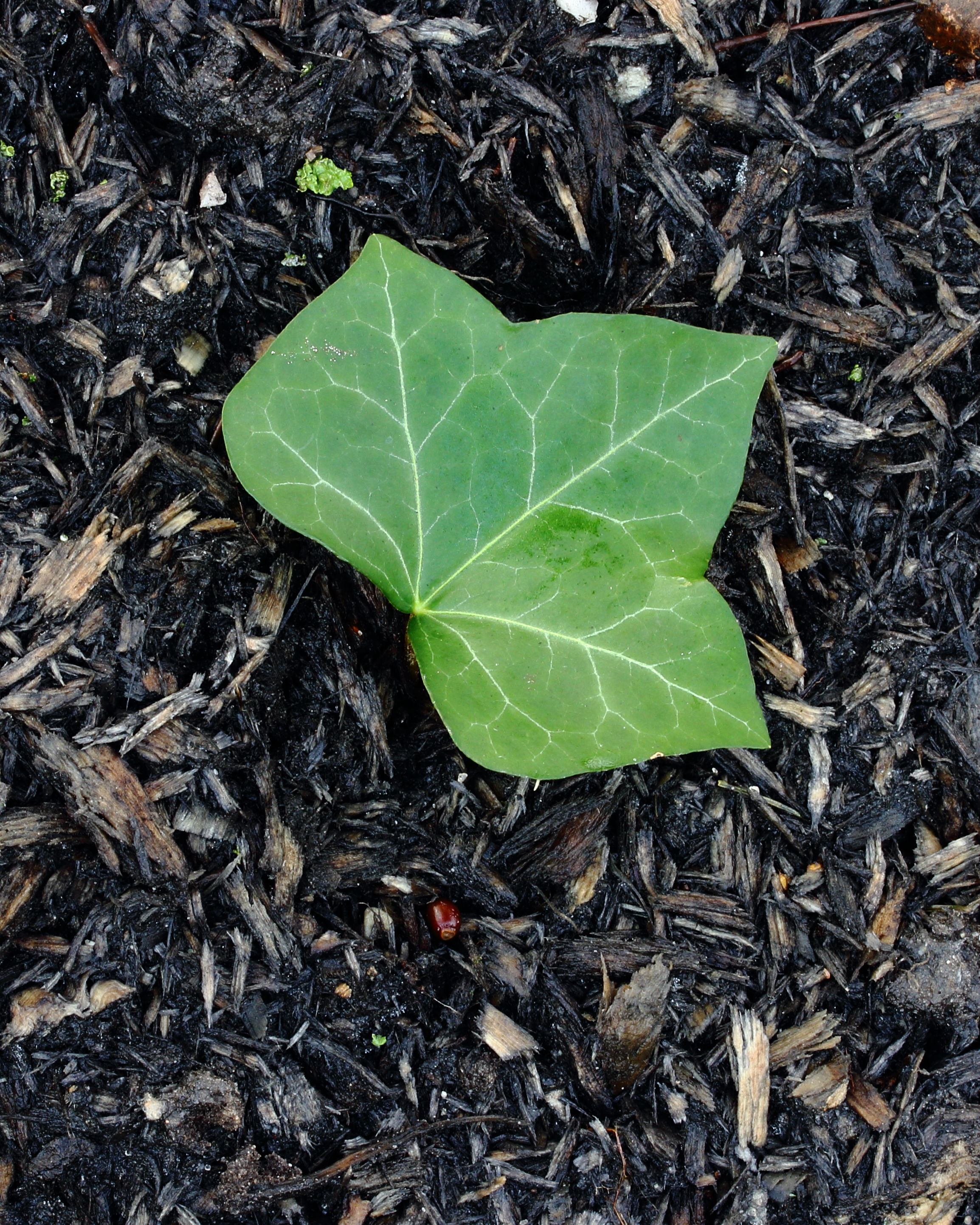 Blad van klimop (Hedera helix) 02