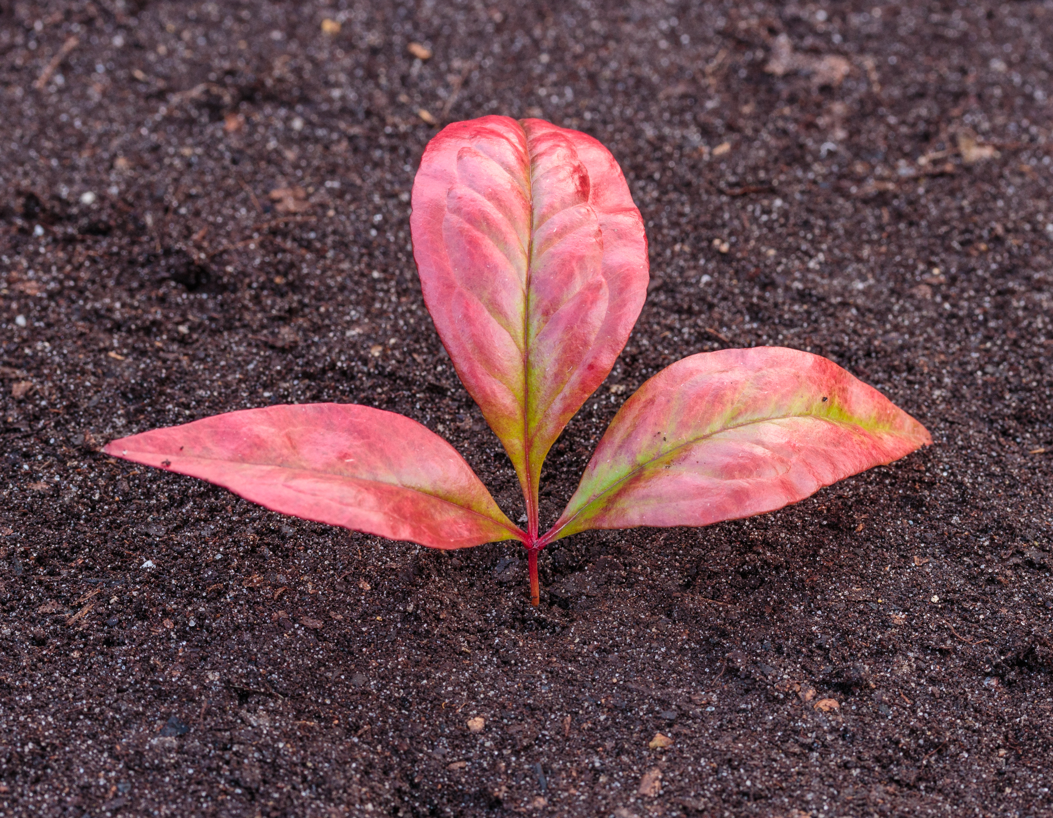 Bladeren van Nandina domestica Locatie, Tuinreservaat Jonkervallei 02