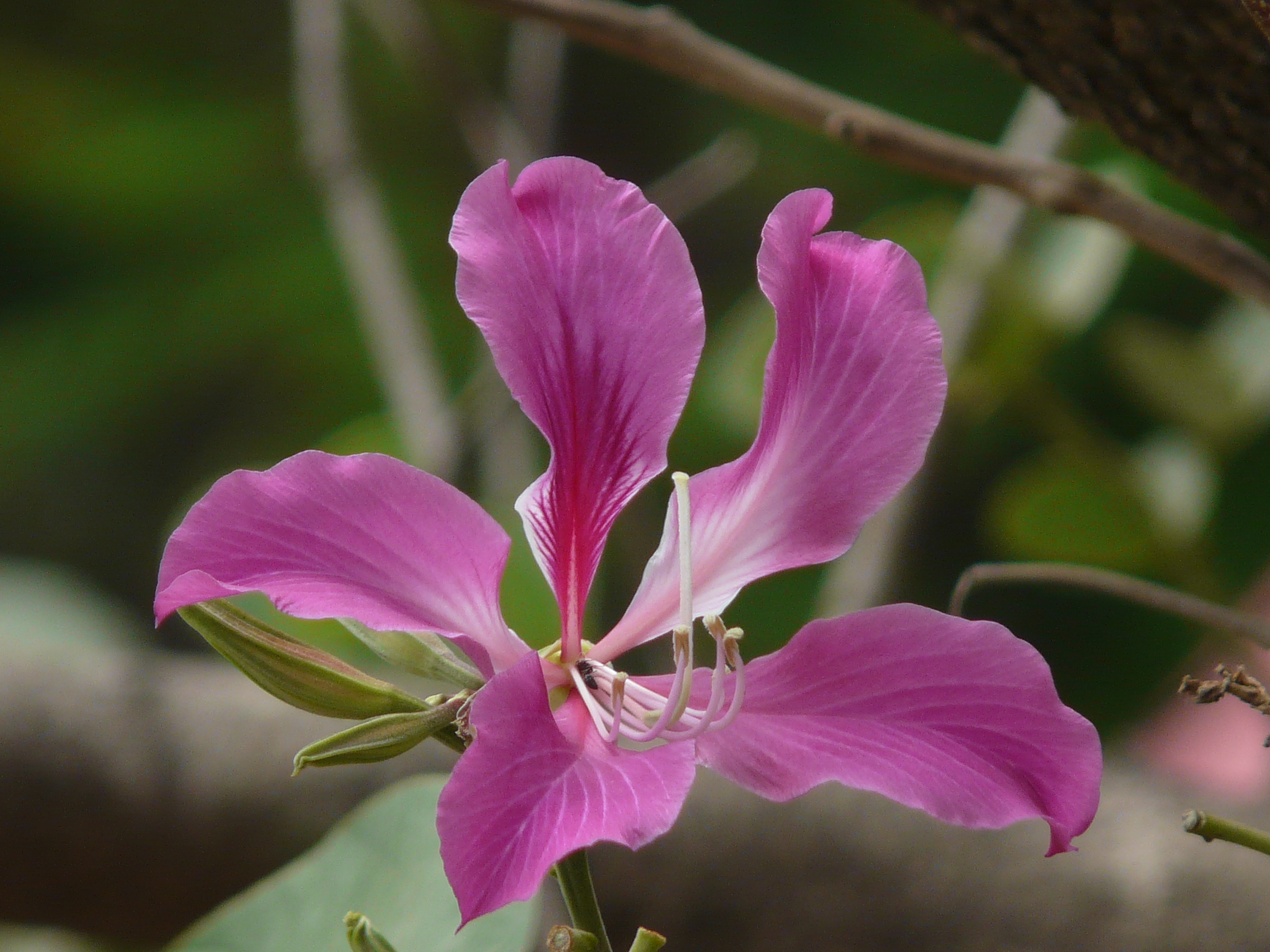 Blake's bauhinia (3488669309)