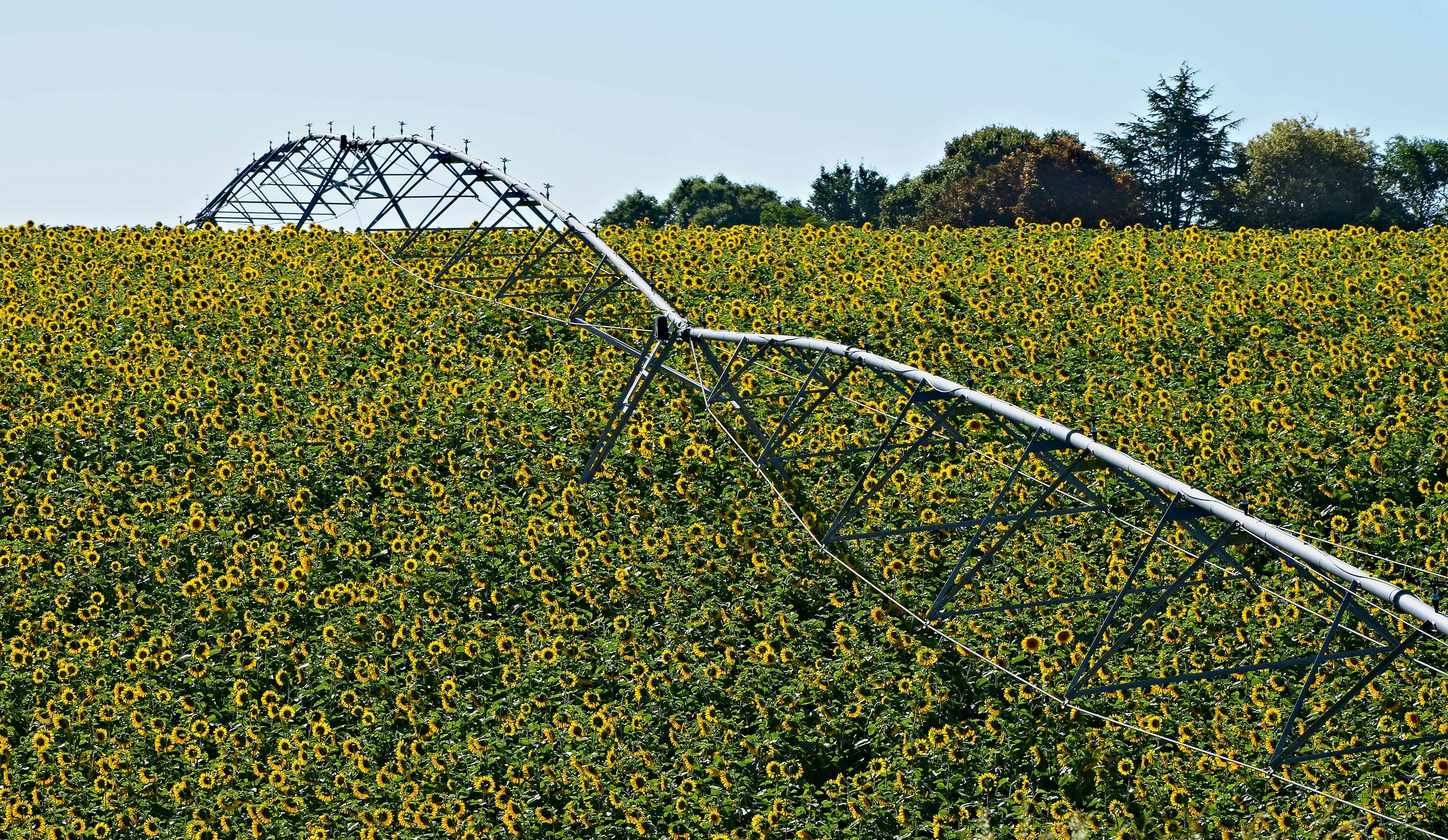 Blanzac 16 Tournesols&dispositif arrosage 2013