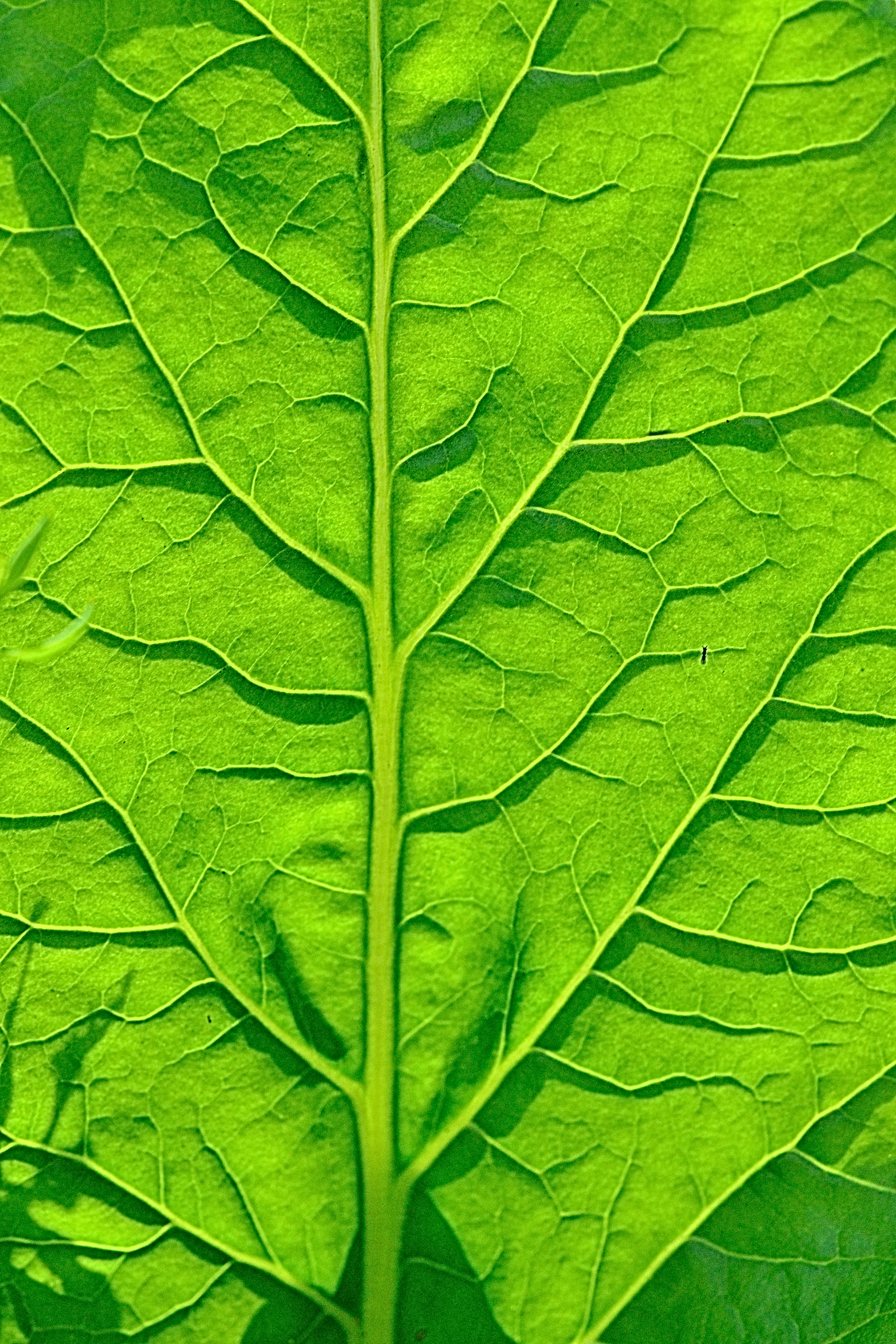 Blatt Zuckerrübe