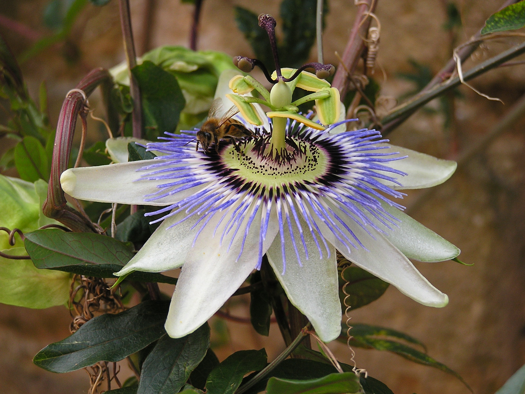 Blaue Passionsblume Blüte mit Biene