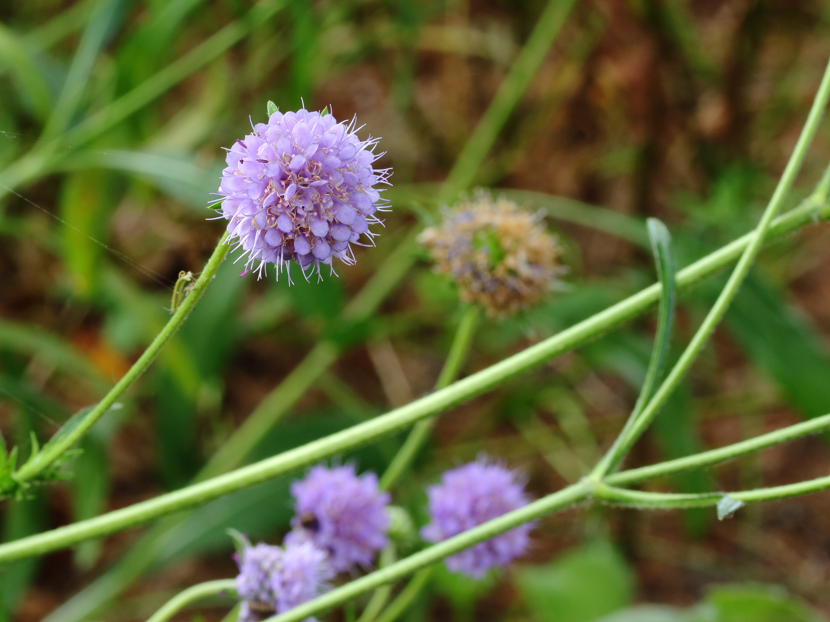 Blauwe knoop Succisa pratensis 02