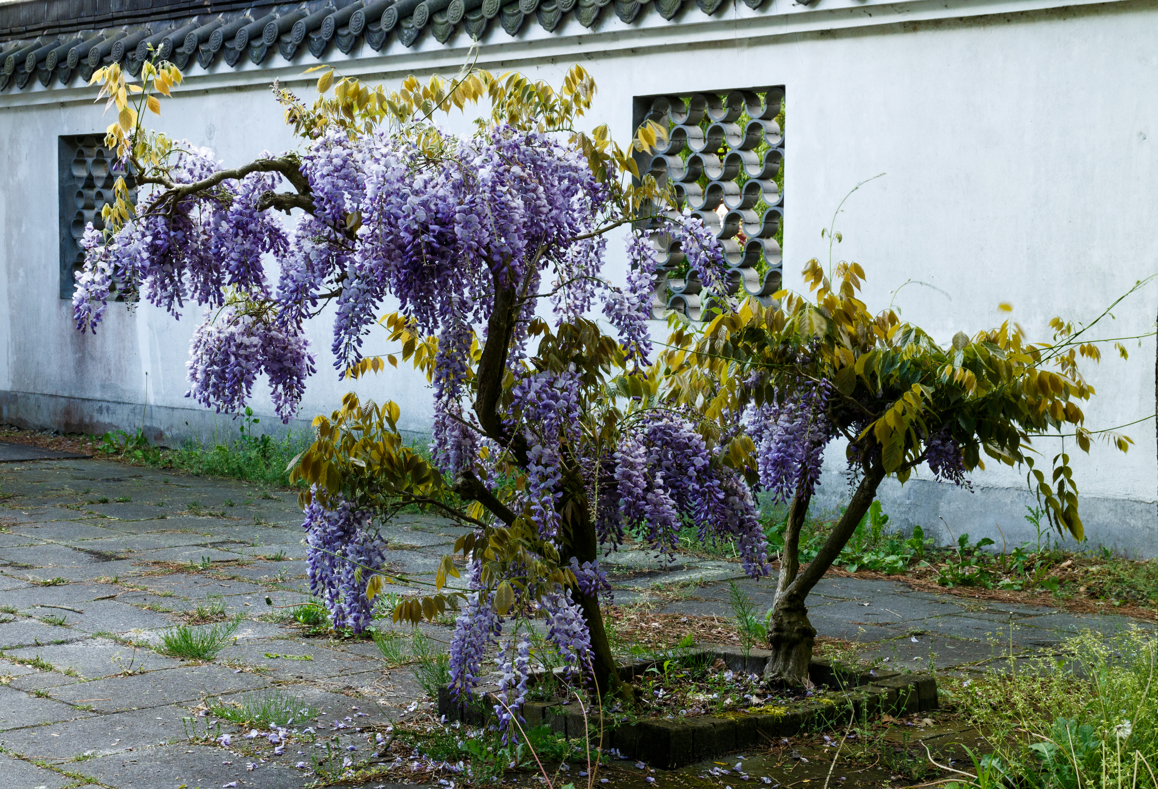 Blauwe Regen (Wisteria), Chinese tuin Het Verborgen Rijk van Ming in de Hortus Haren