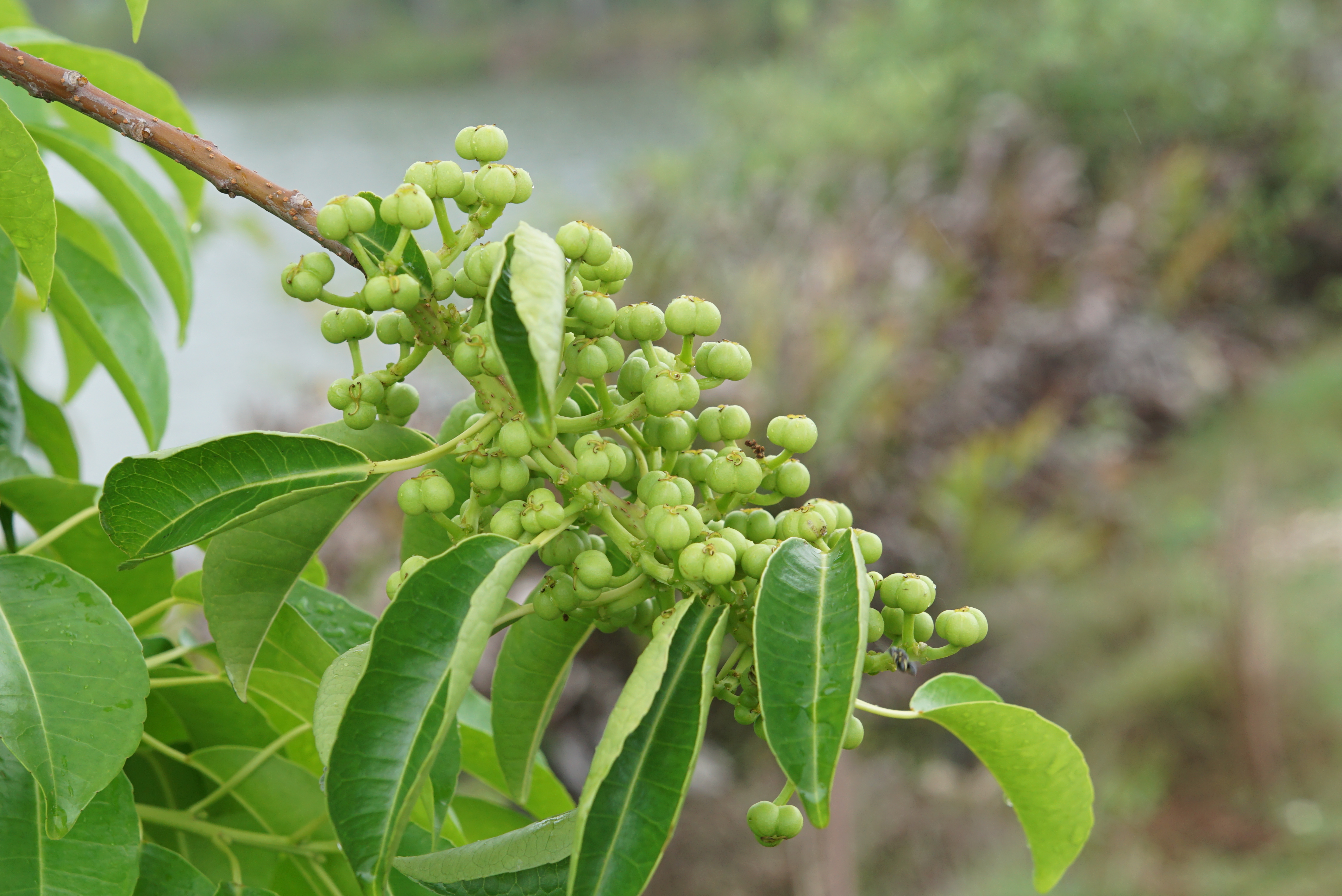 Blind-your-eye mangrove 02057