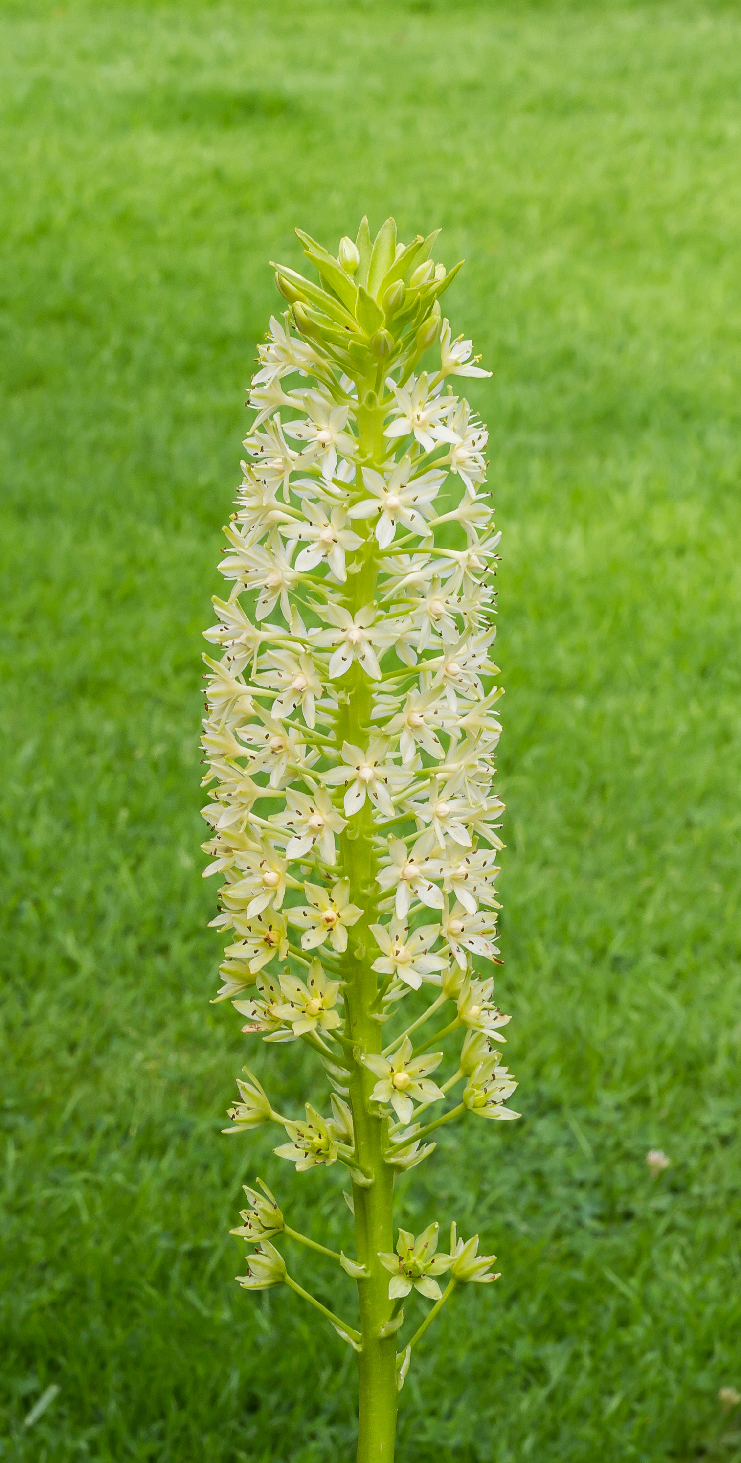 Bloeiwijze van Eucomis pole-evansii. Familie Asparagaceae. Locatie, Tuinreservaat Jonkervallei 01