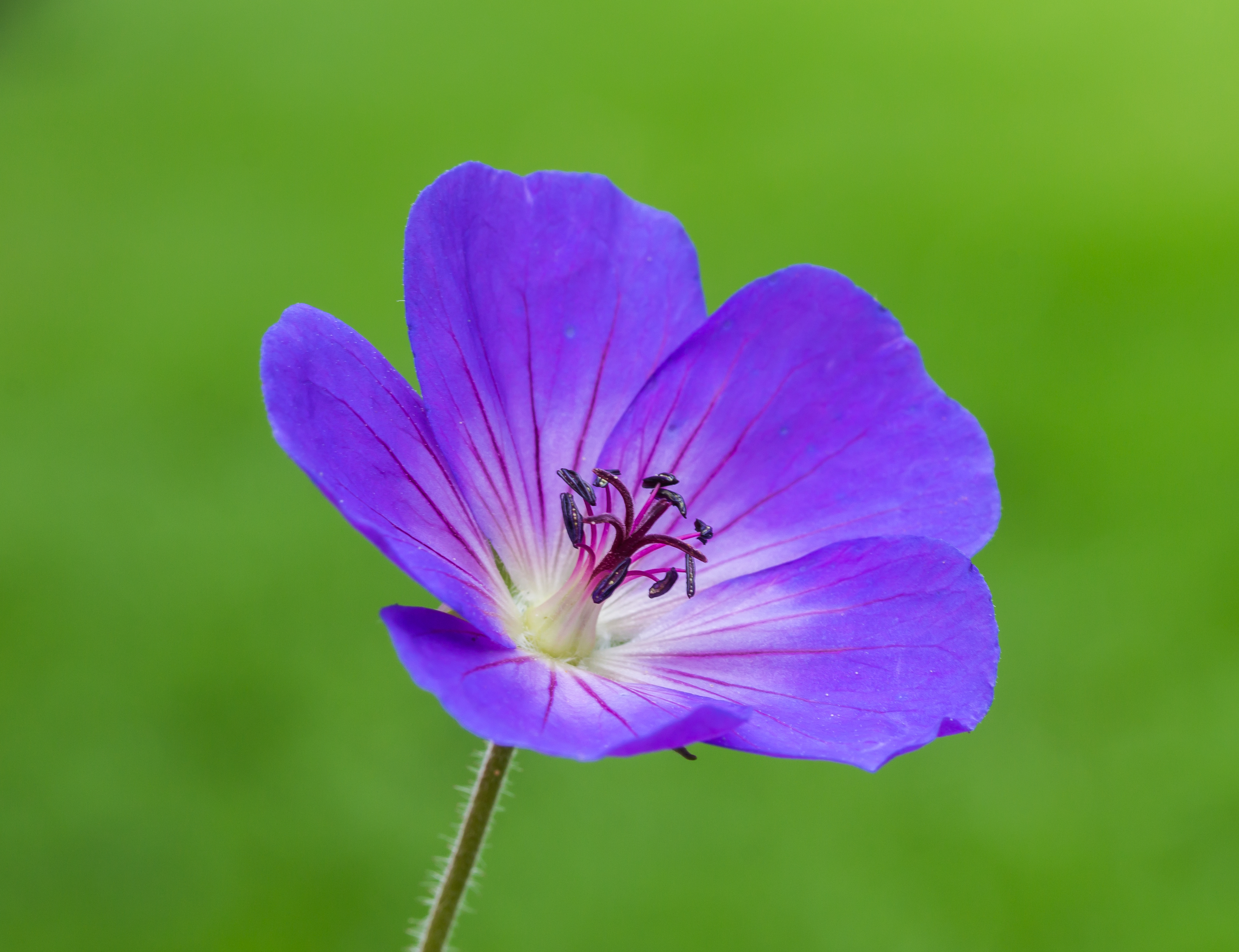 Bloeiwijze van Geranium 'Rozanne'. Familie Geraniaceae. Locatie, Tuinreservaat Jonkervallei