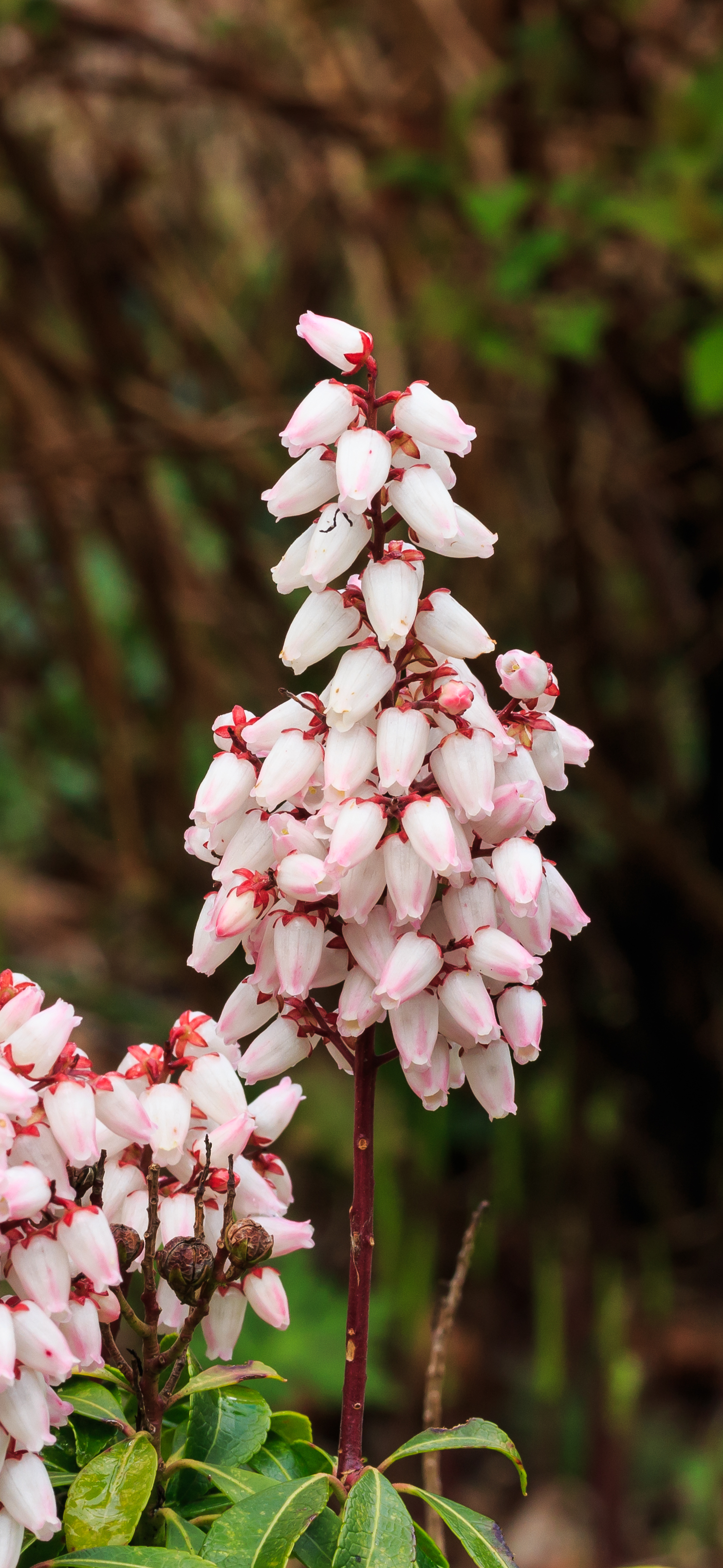 Bloeiwijze van Pieris japonica 'Bonfire'. Locatie, Tuinreservaat Jonkervallei 01